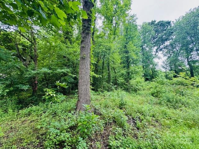 Wilson Heights - Land