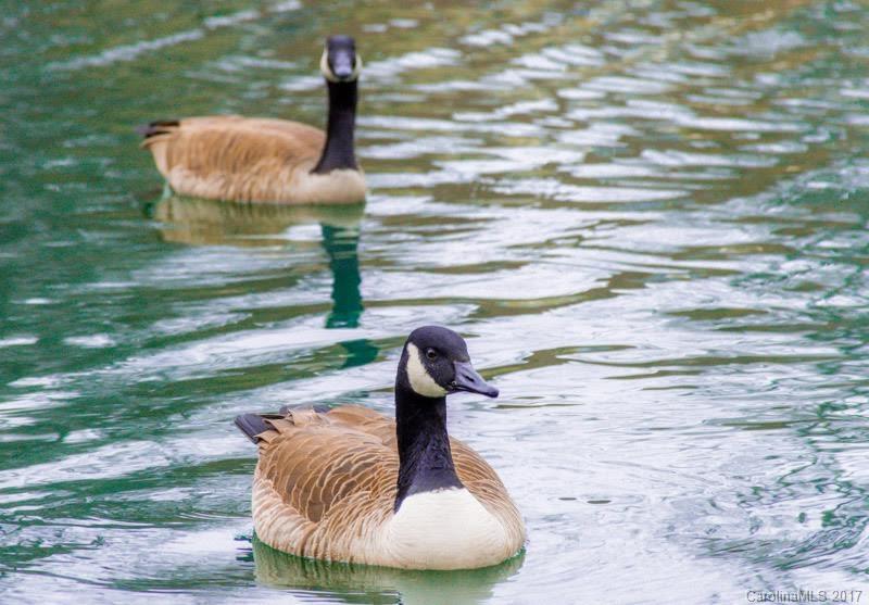 Feather Trace - Residential