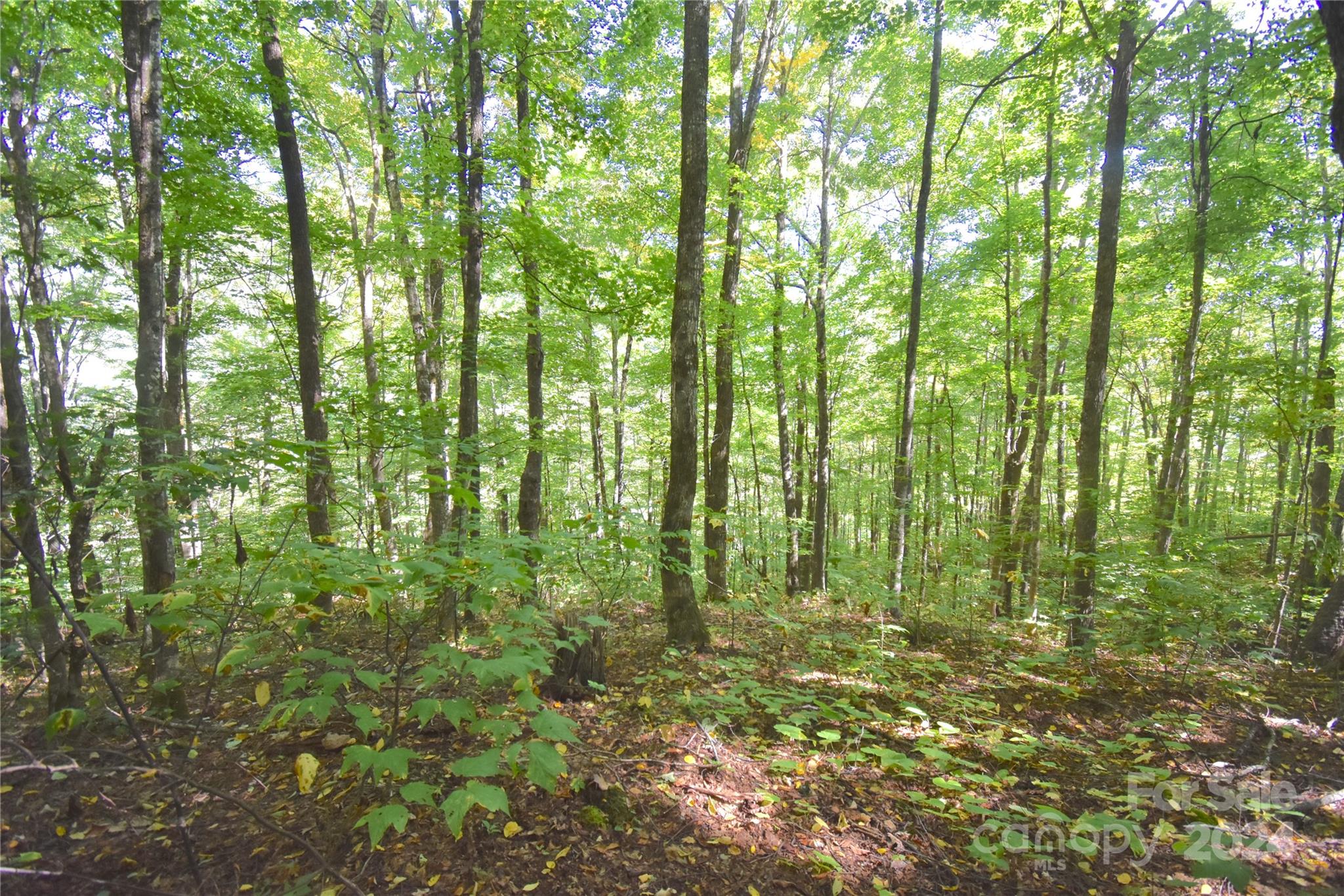 0 Chimney Ridge Trail 131