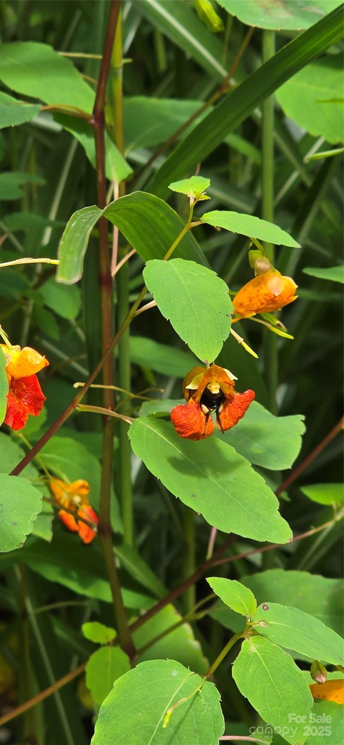 Greenridge Falls - Residential