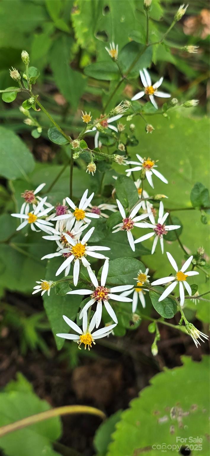 Greenridge Falls - Residential