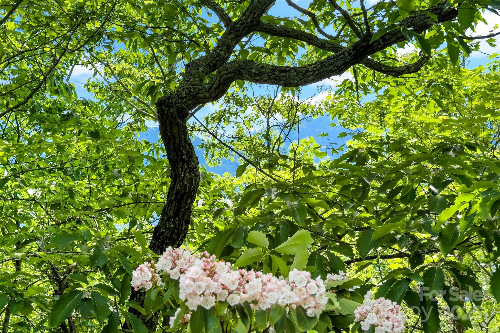 Linville Forest - Residential