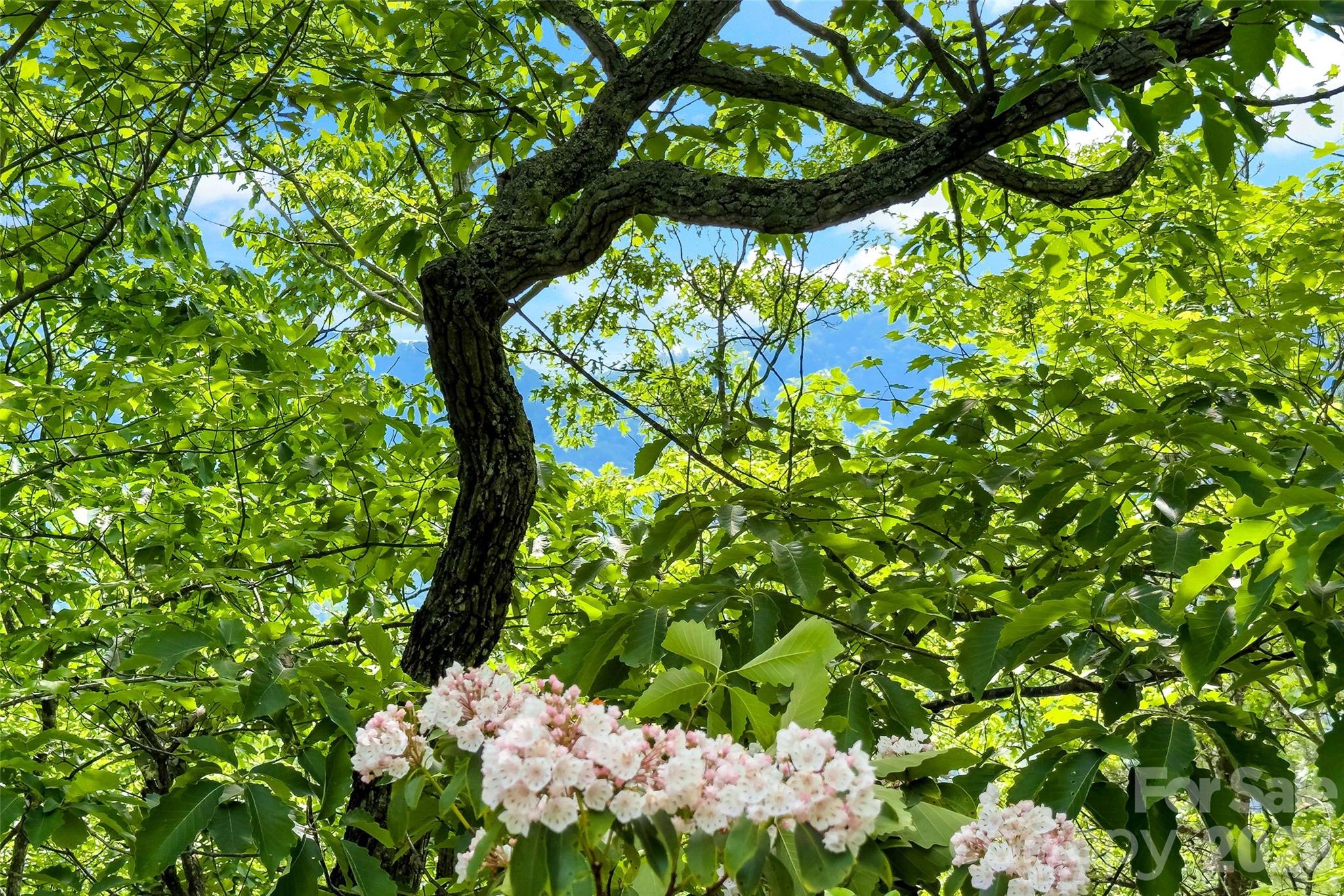 Linville Forest - Residential