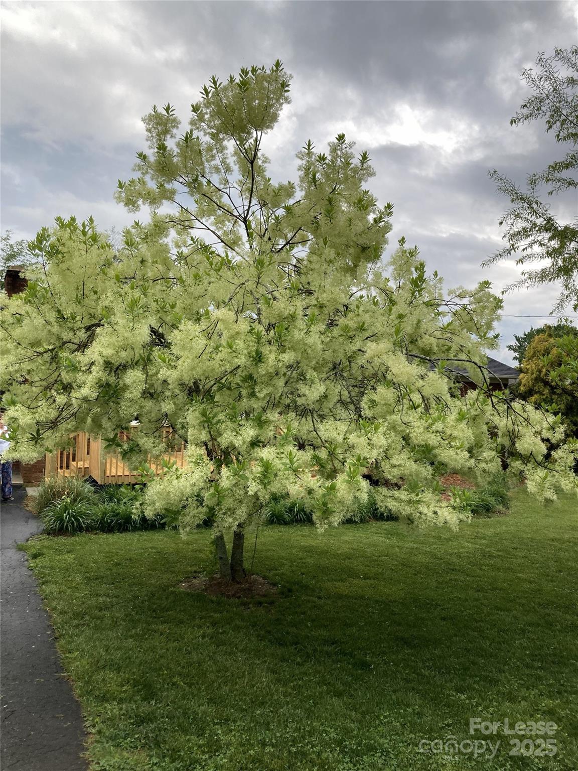 None - Residential Lease