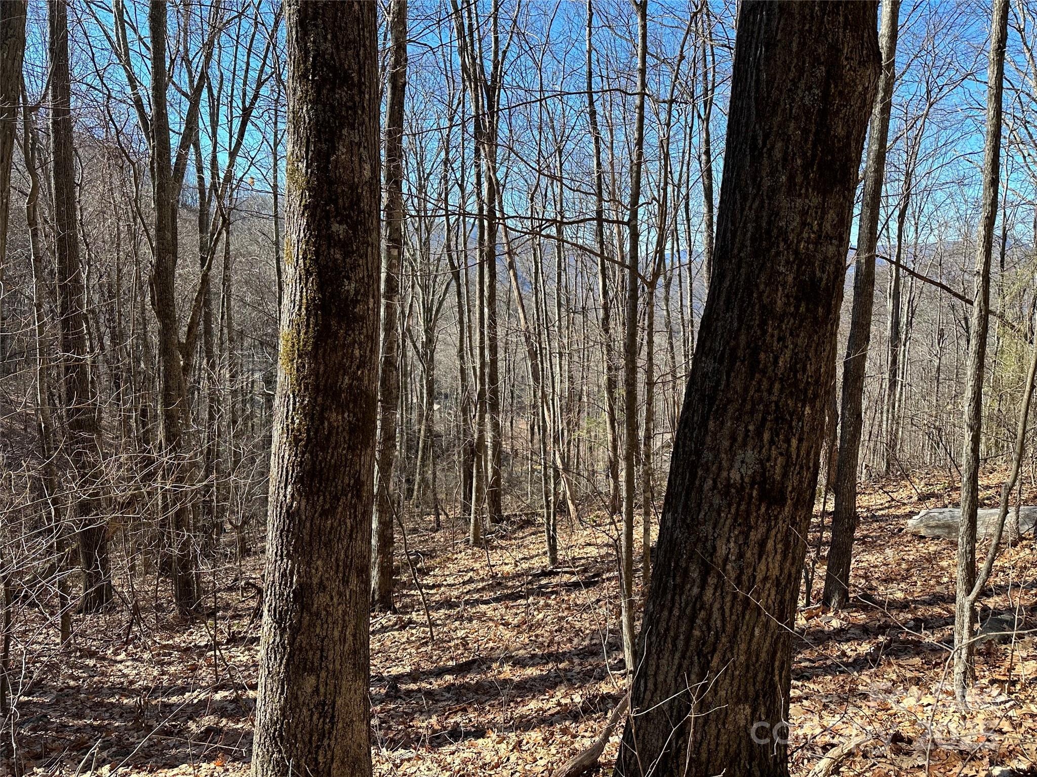 Highland Forest - Land