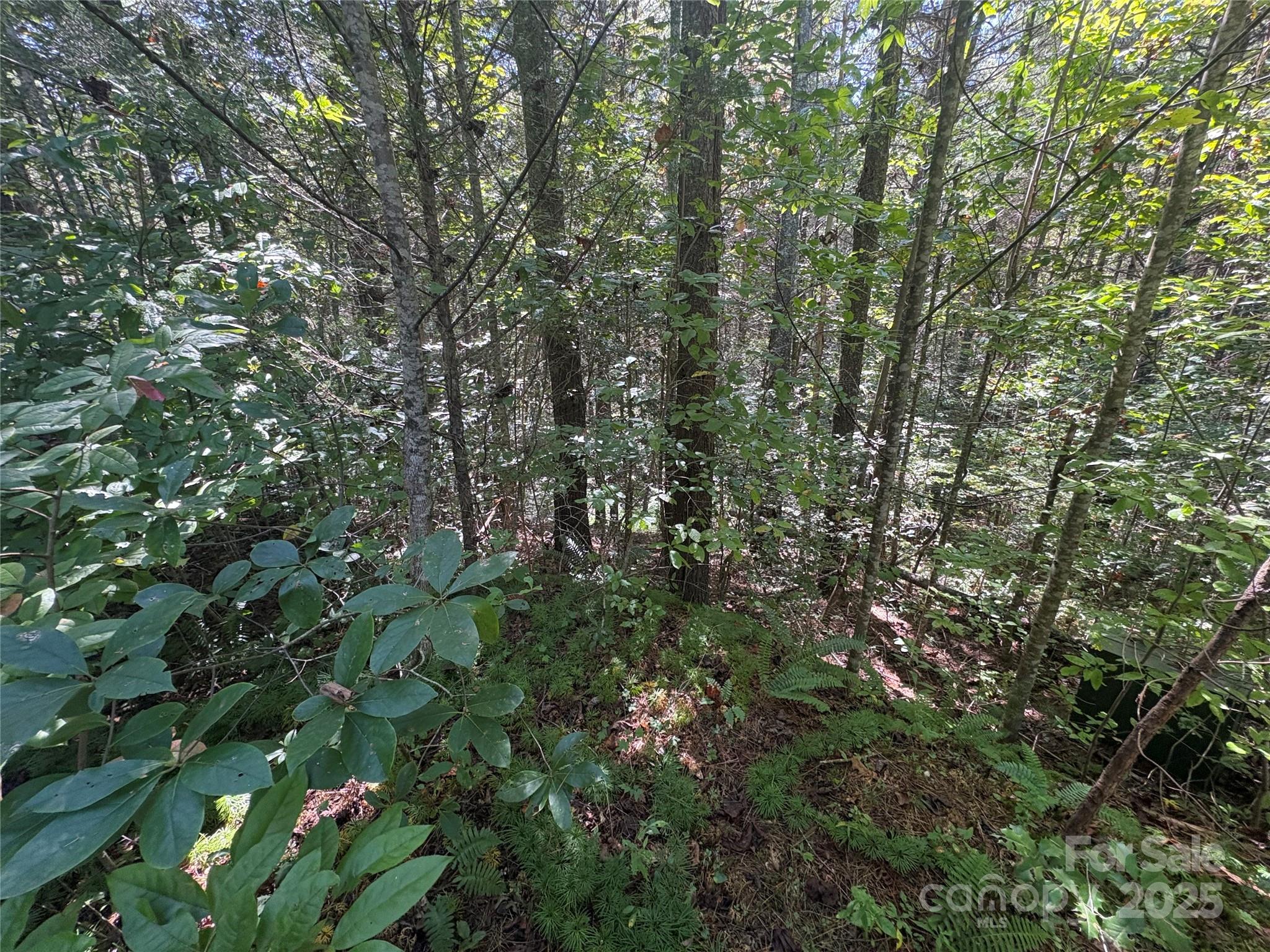 000 National Forest Drive