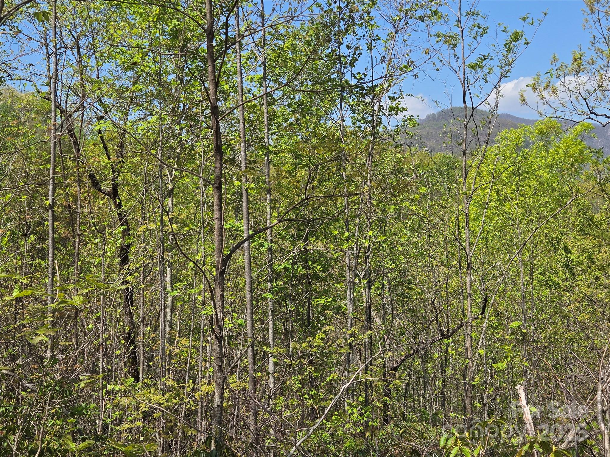 Rumbling Bald on Lake Lure - Land