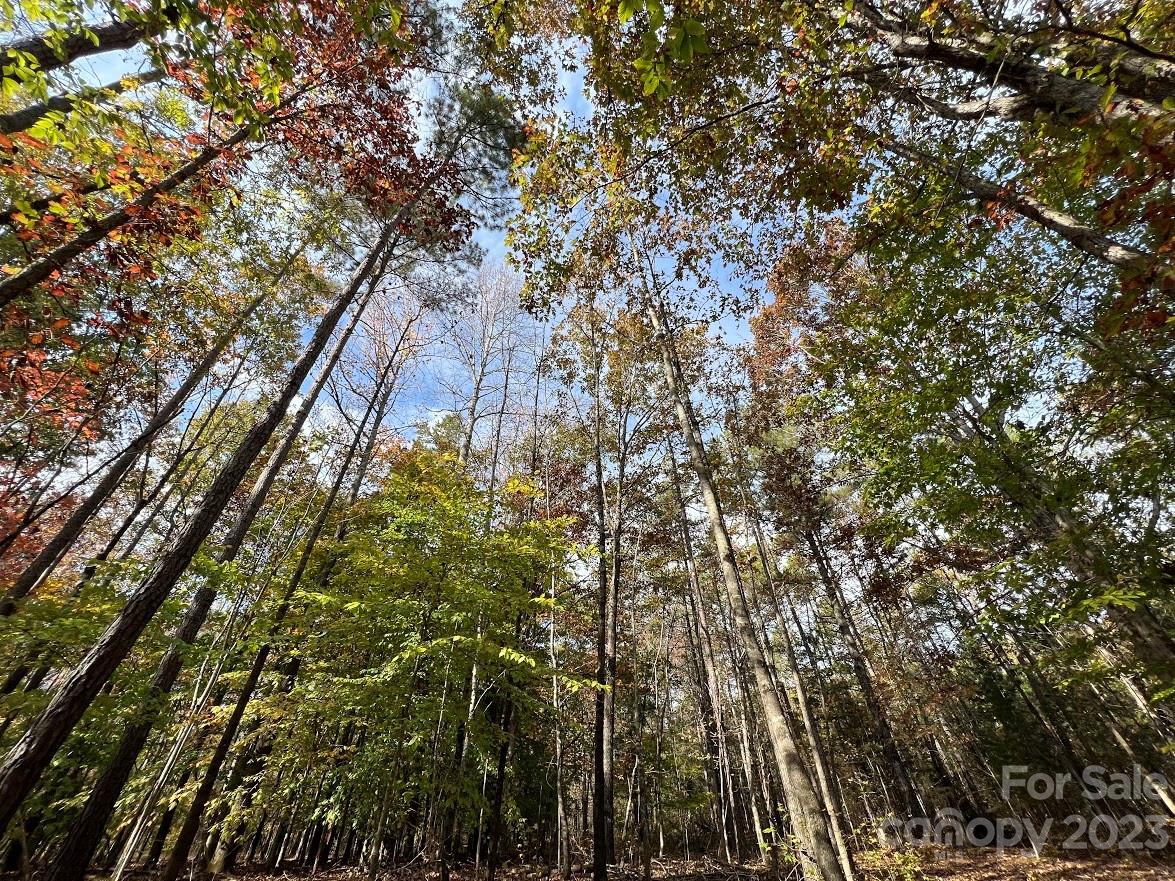 Three Lakes Preserve - Land