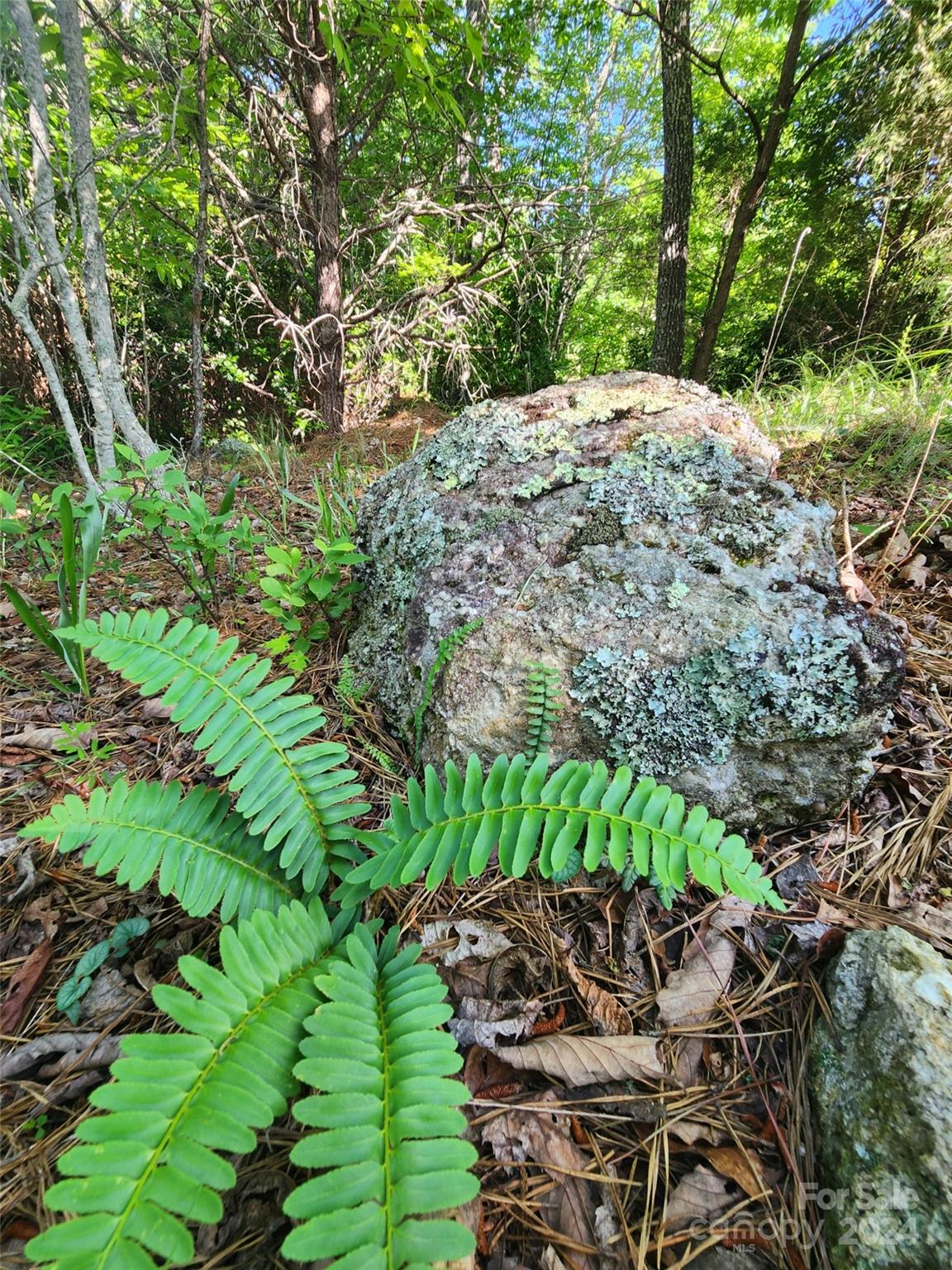 Homestead at Mills River - Land