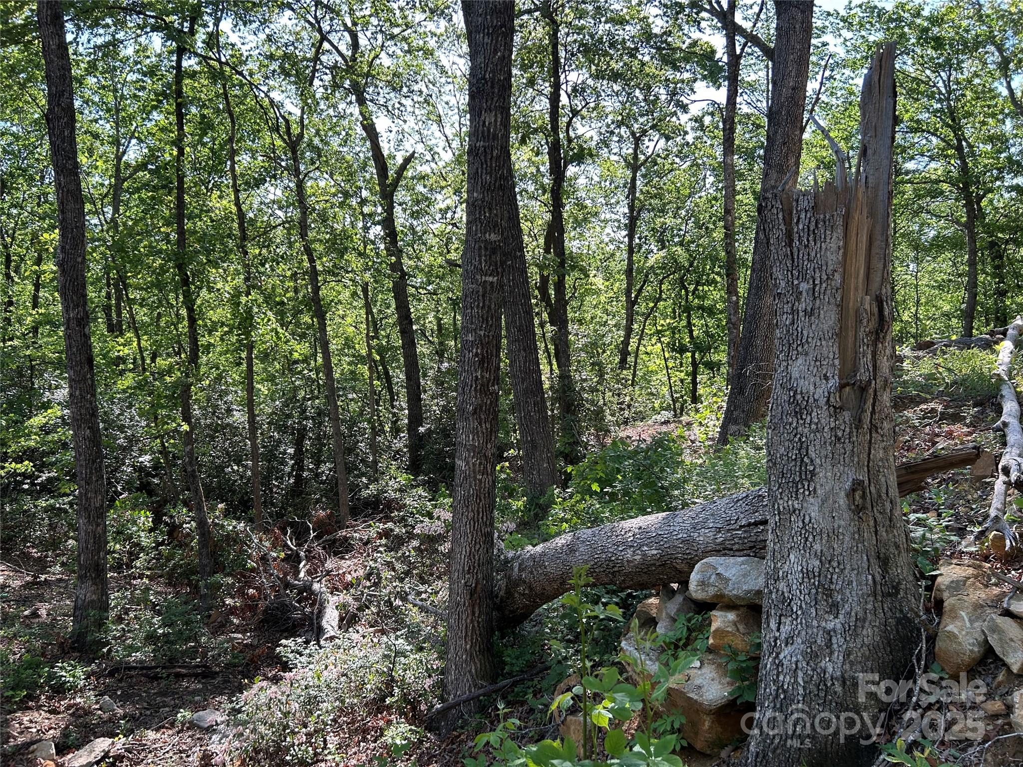 000 Jacks Paw Lane 8