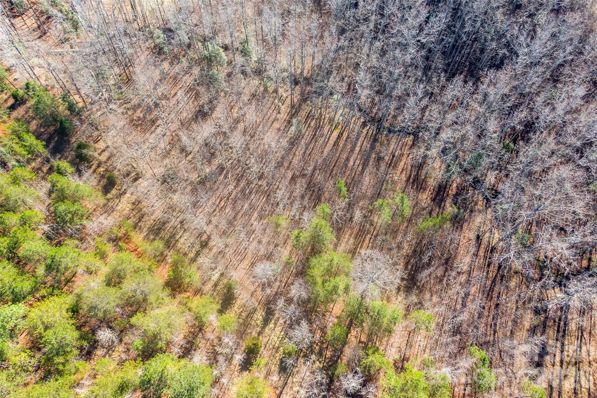 Cherry Mountain Trail - Land