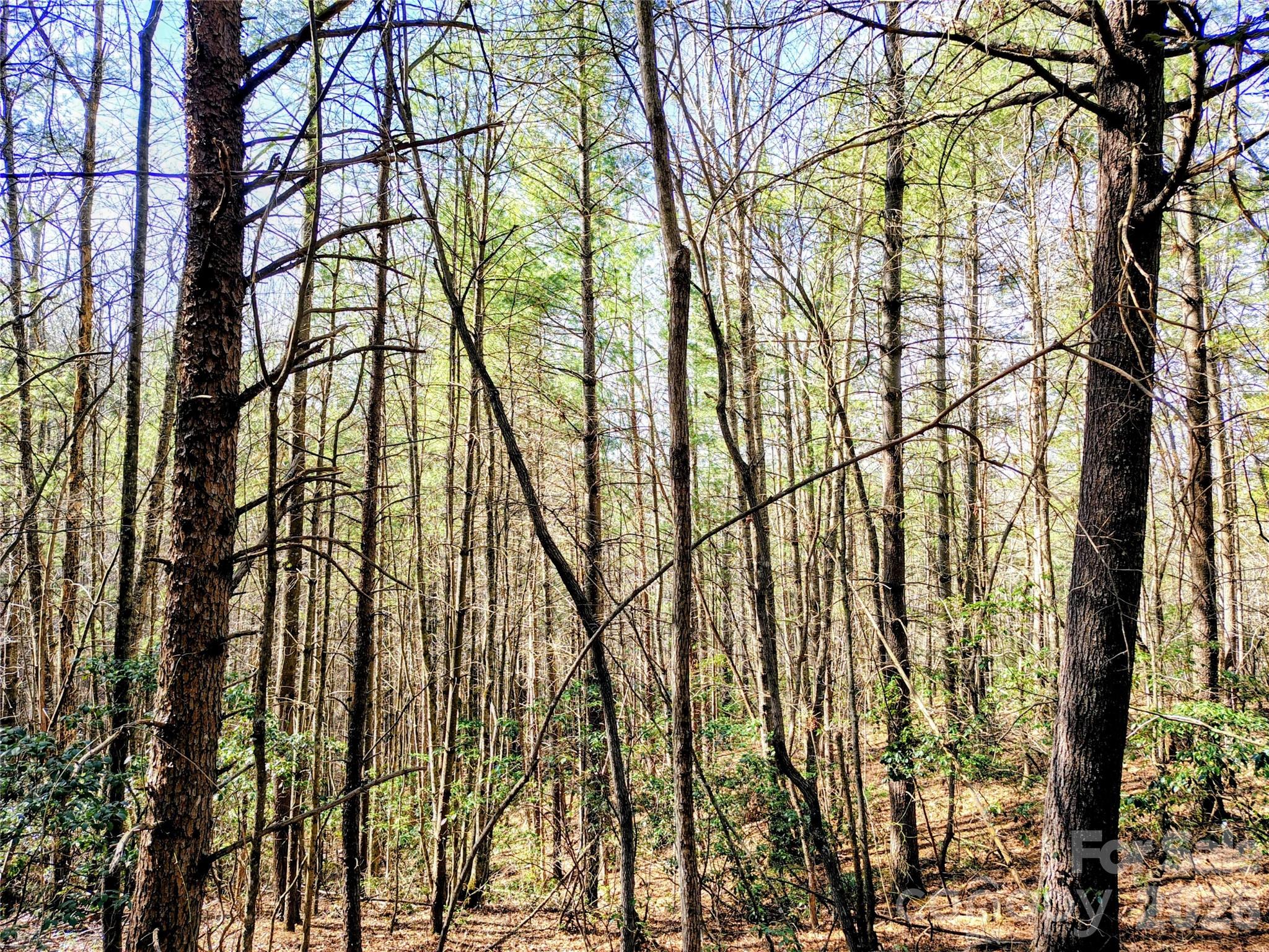 Heartwood Forest - Land