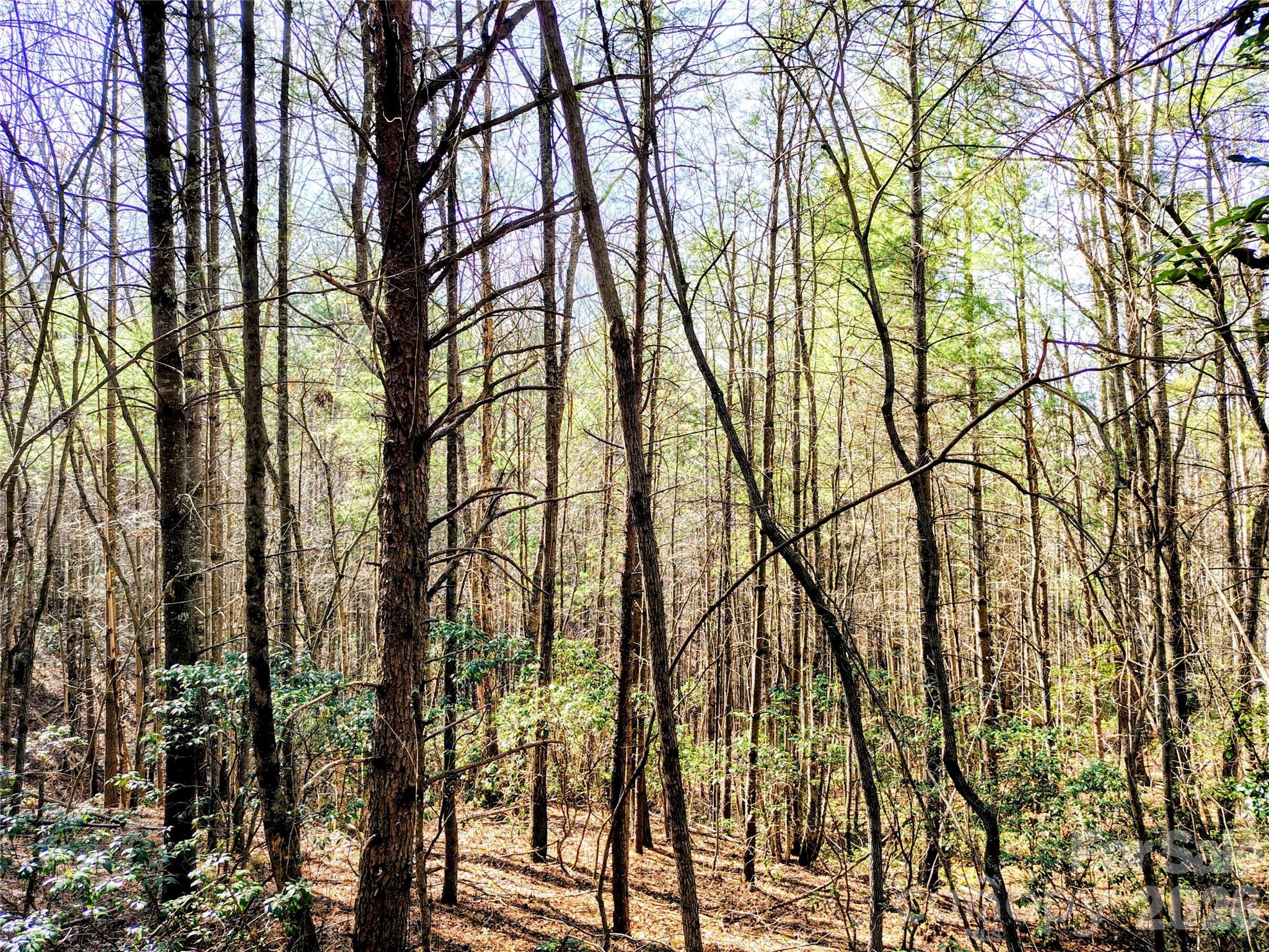 Heartwood Forest - Land