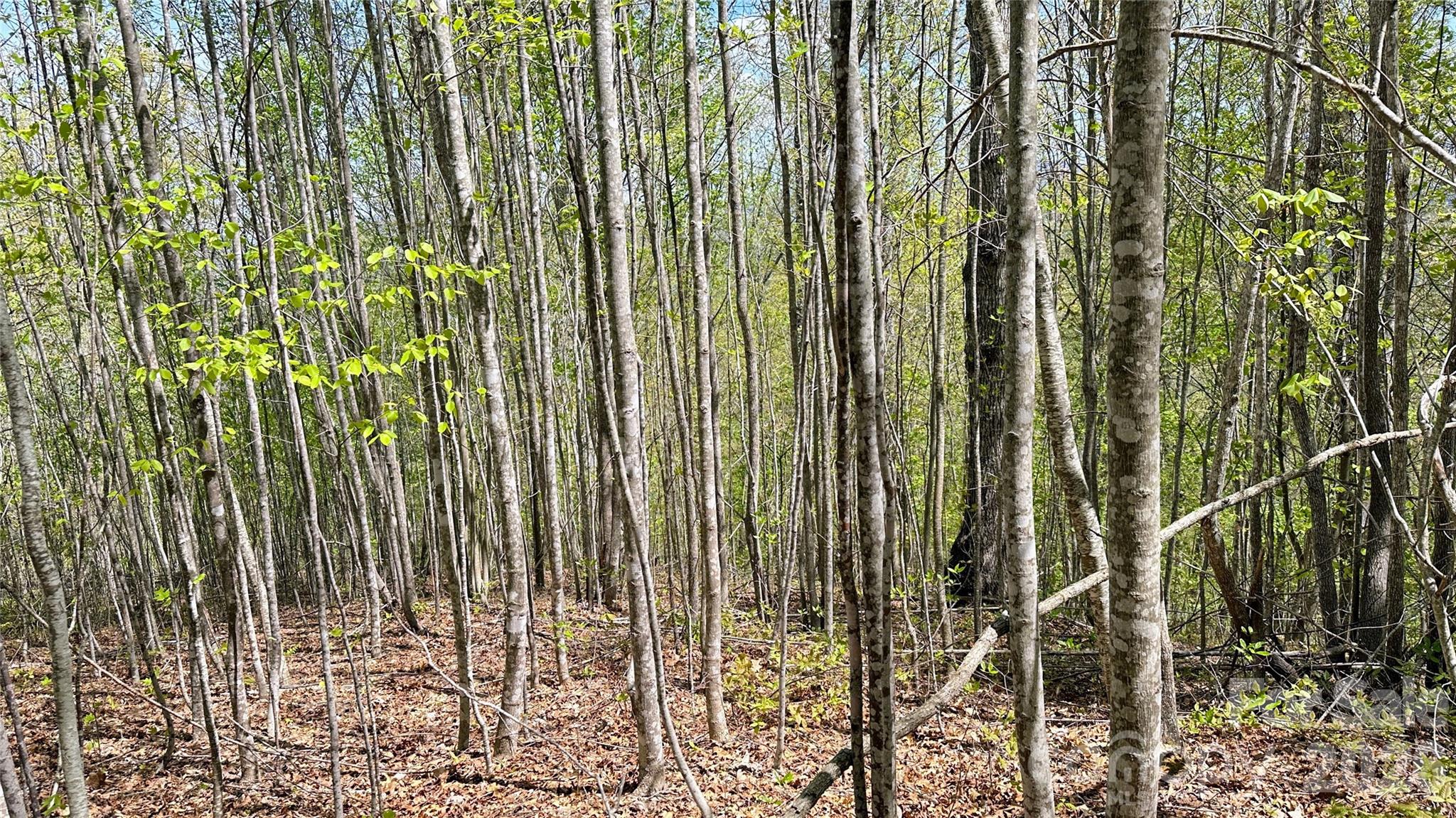 Shook Cove Overlook - Land