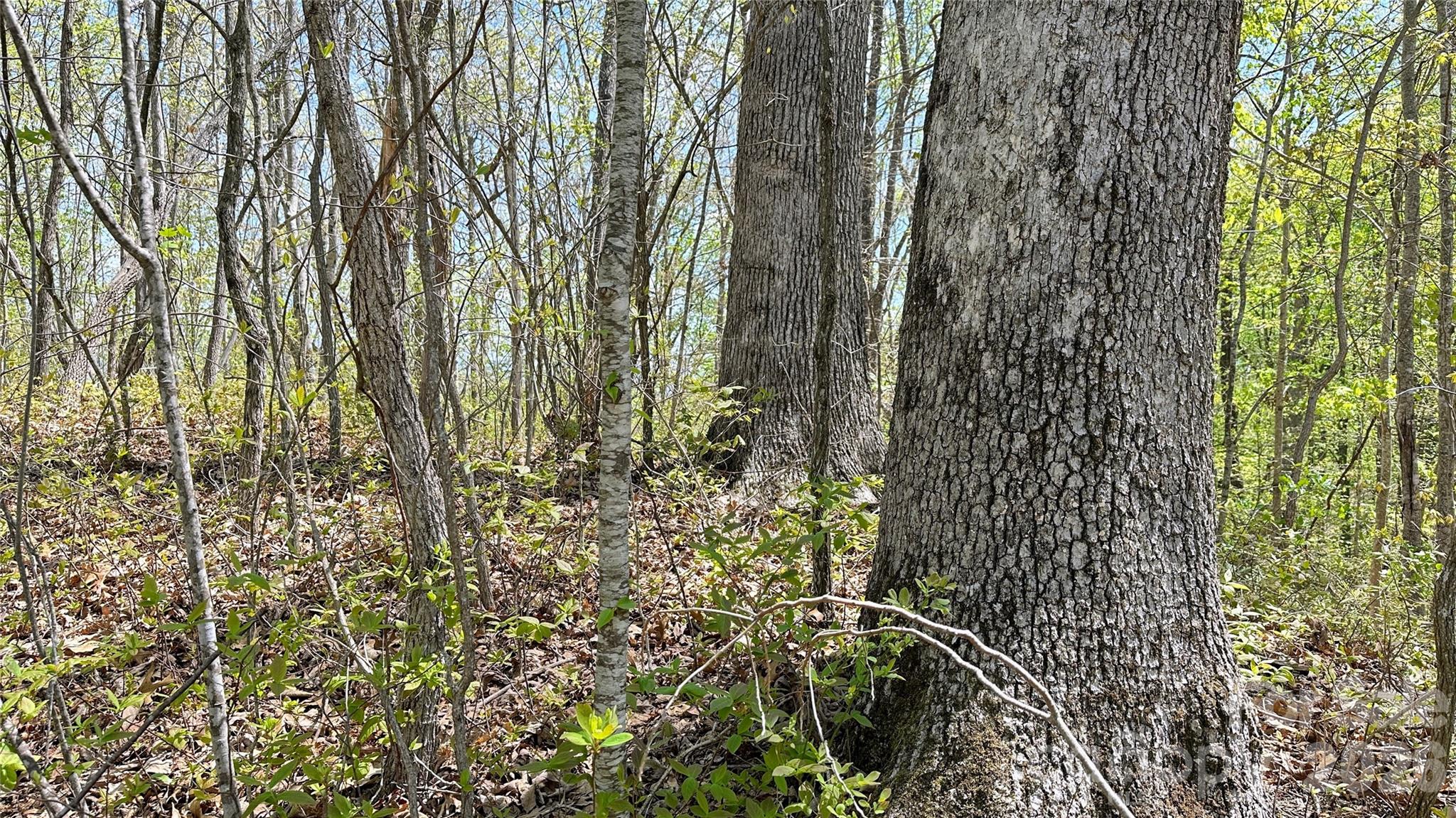 Shook Cove Overlook - Land