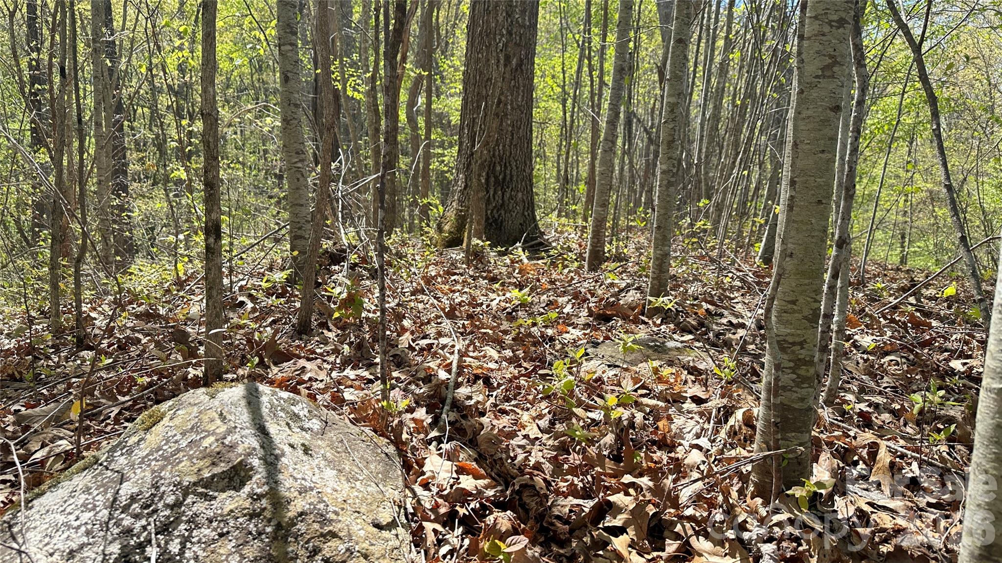 Shook Cove Overlook - Land