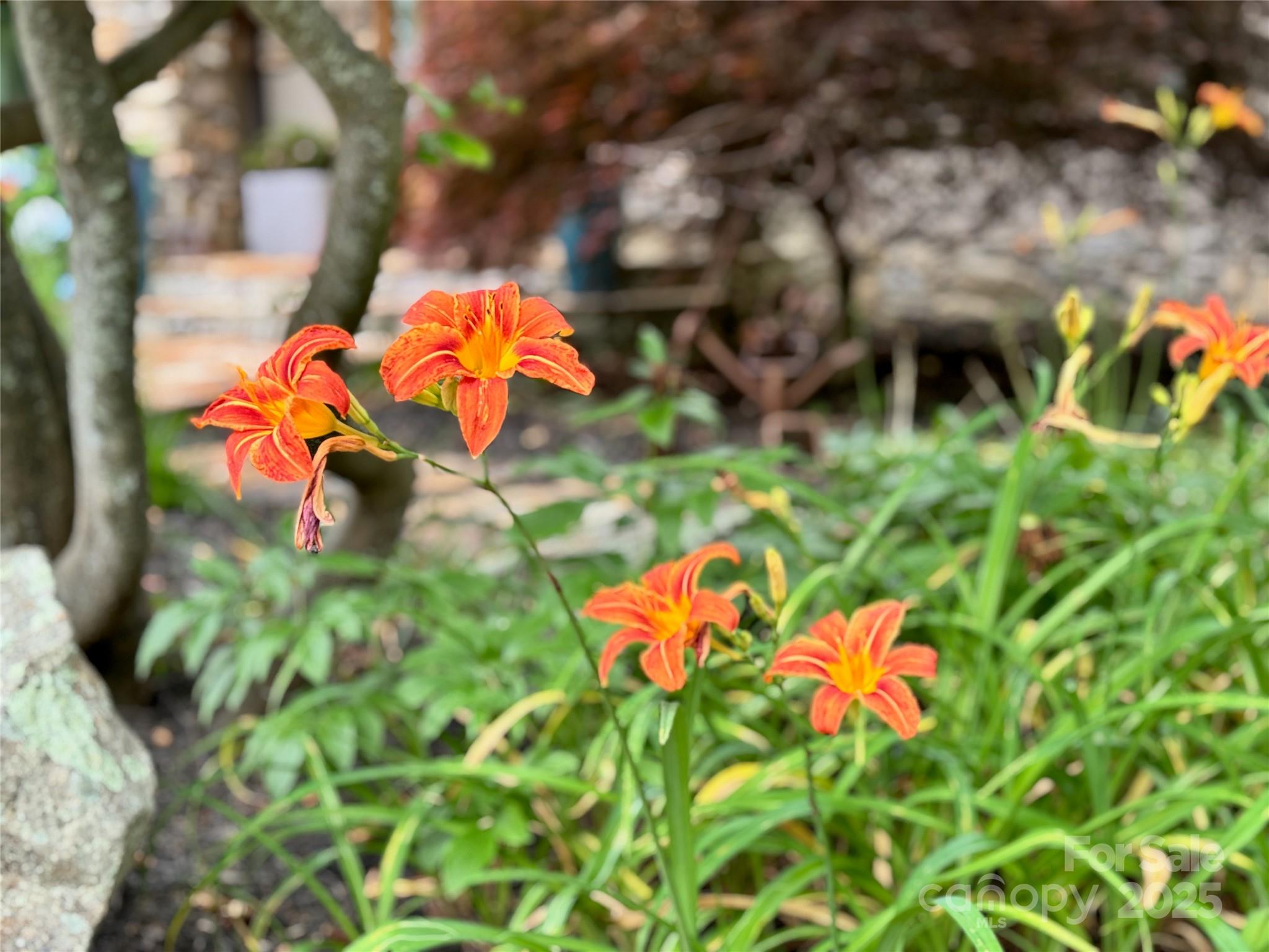 Crest Mountain - Residential