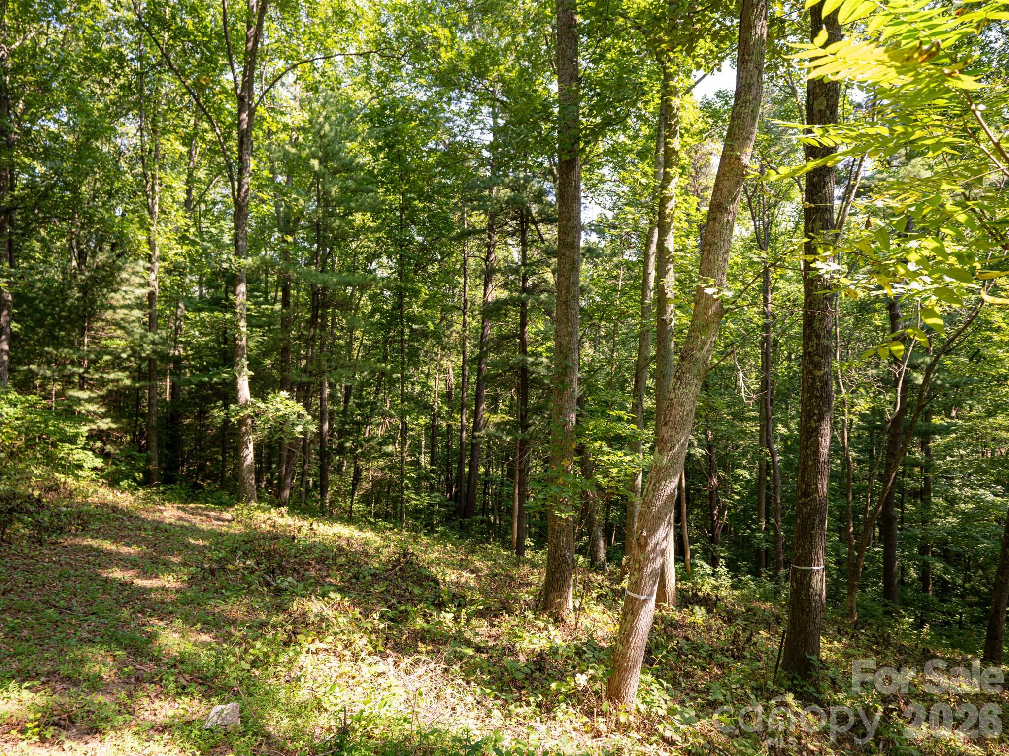 Reynolds Mountain - Land