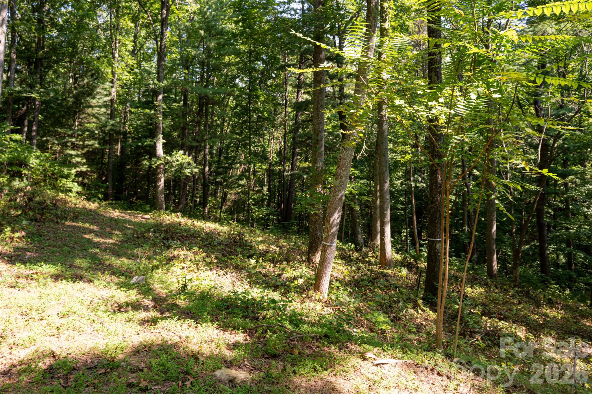 Reynolds Mountain - Land