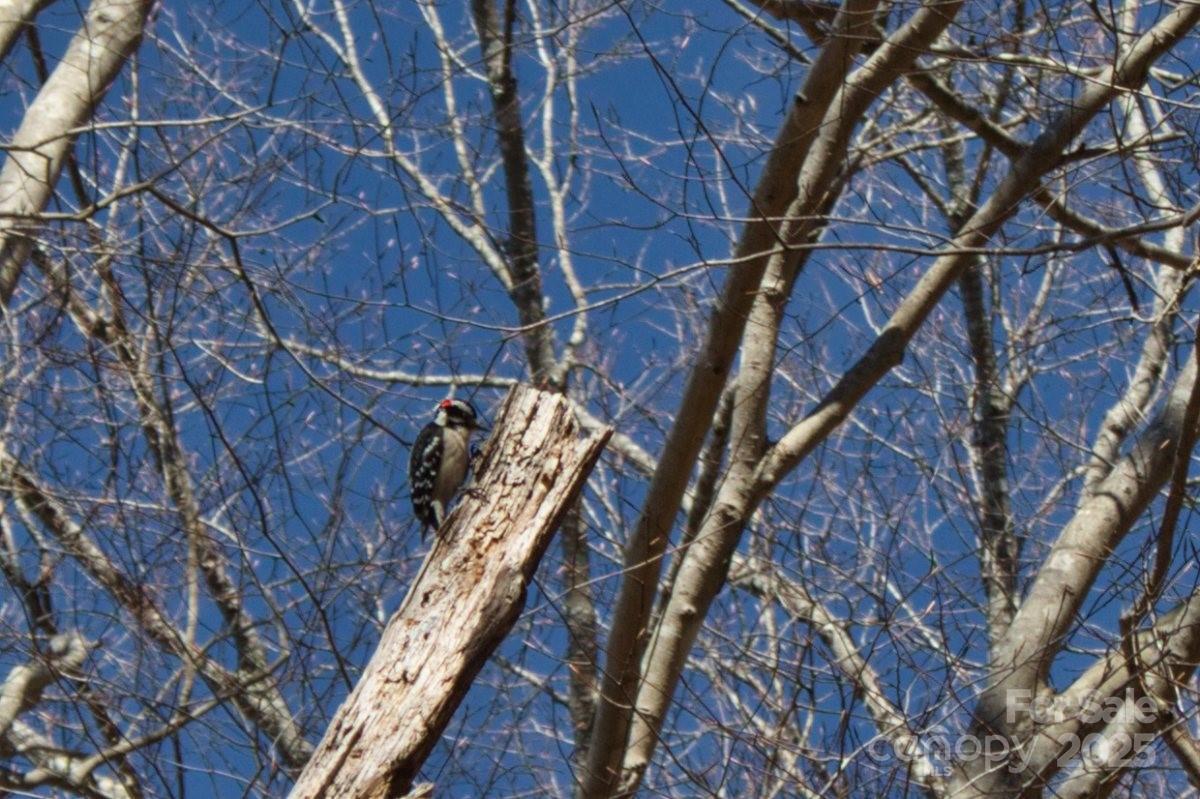 0 Cinnamon Ridge 404