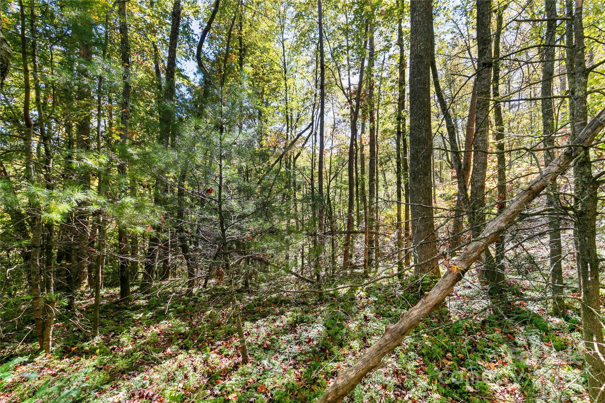 Bear Track II - Land