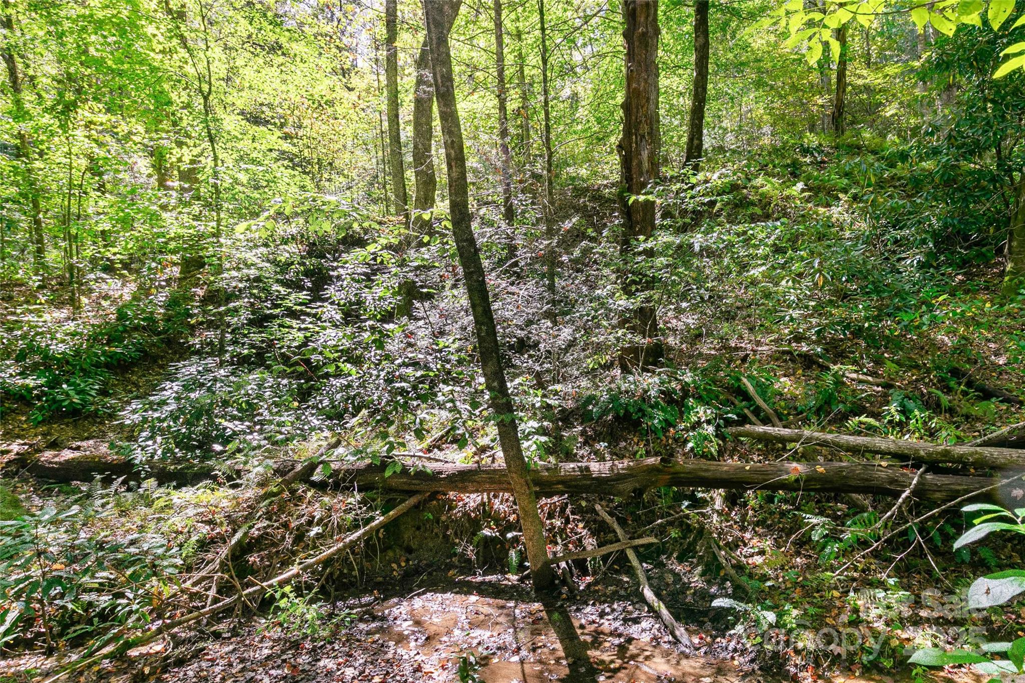 Bear Track II - Land