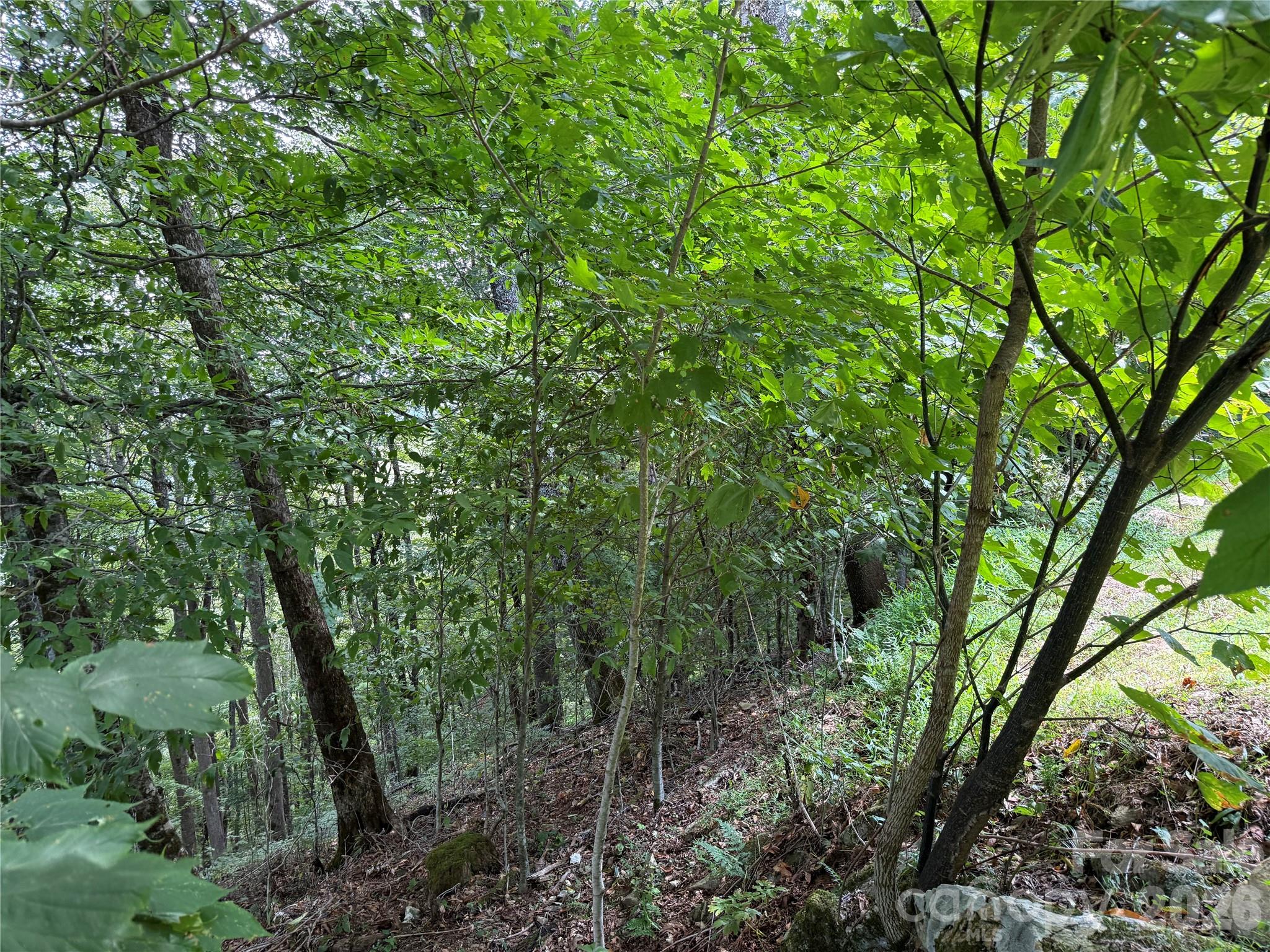 98 Goldenleaf Road