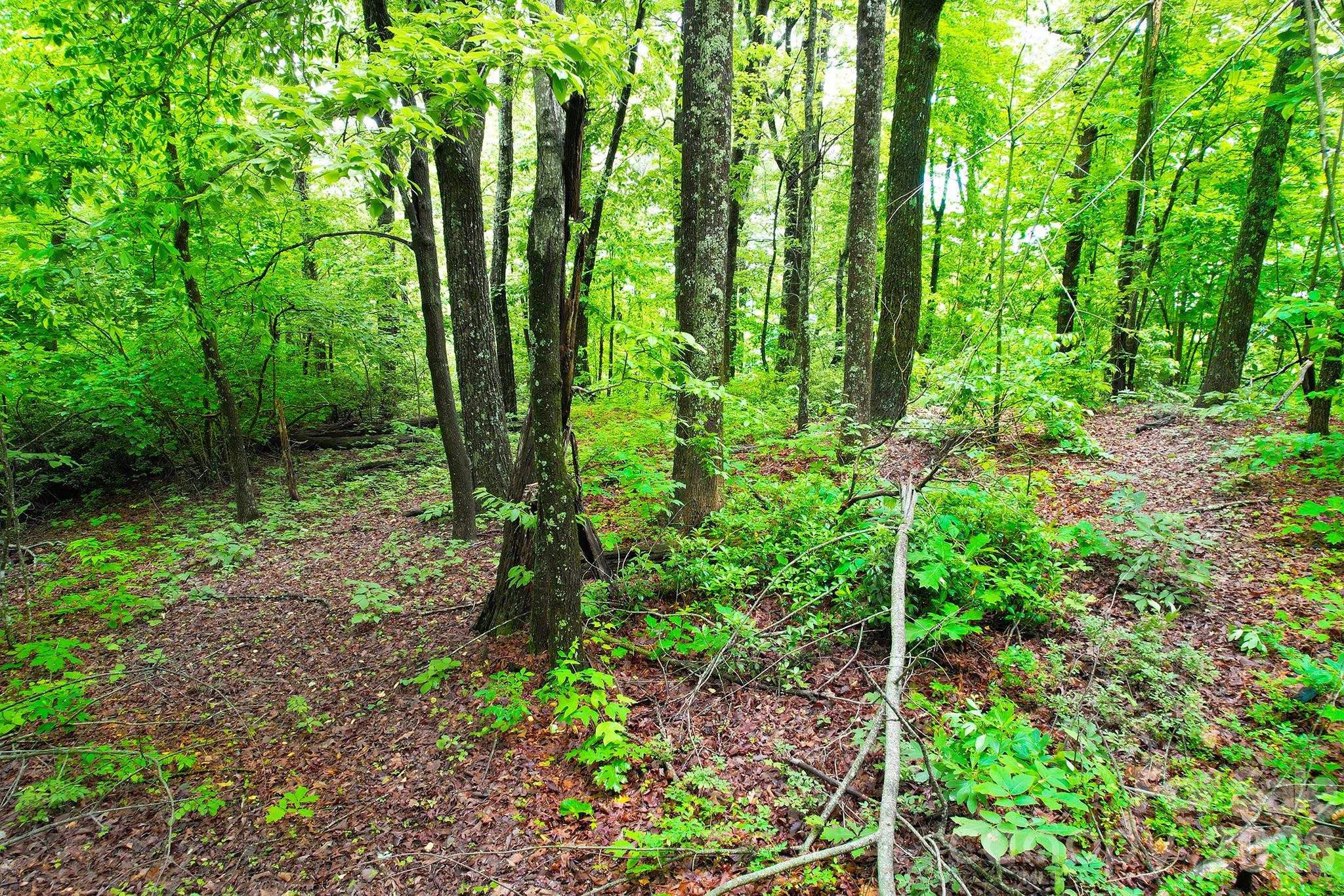 Laurel Mountain Preserve - Land