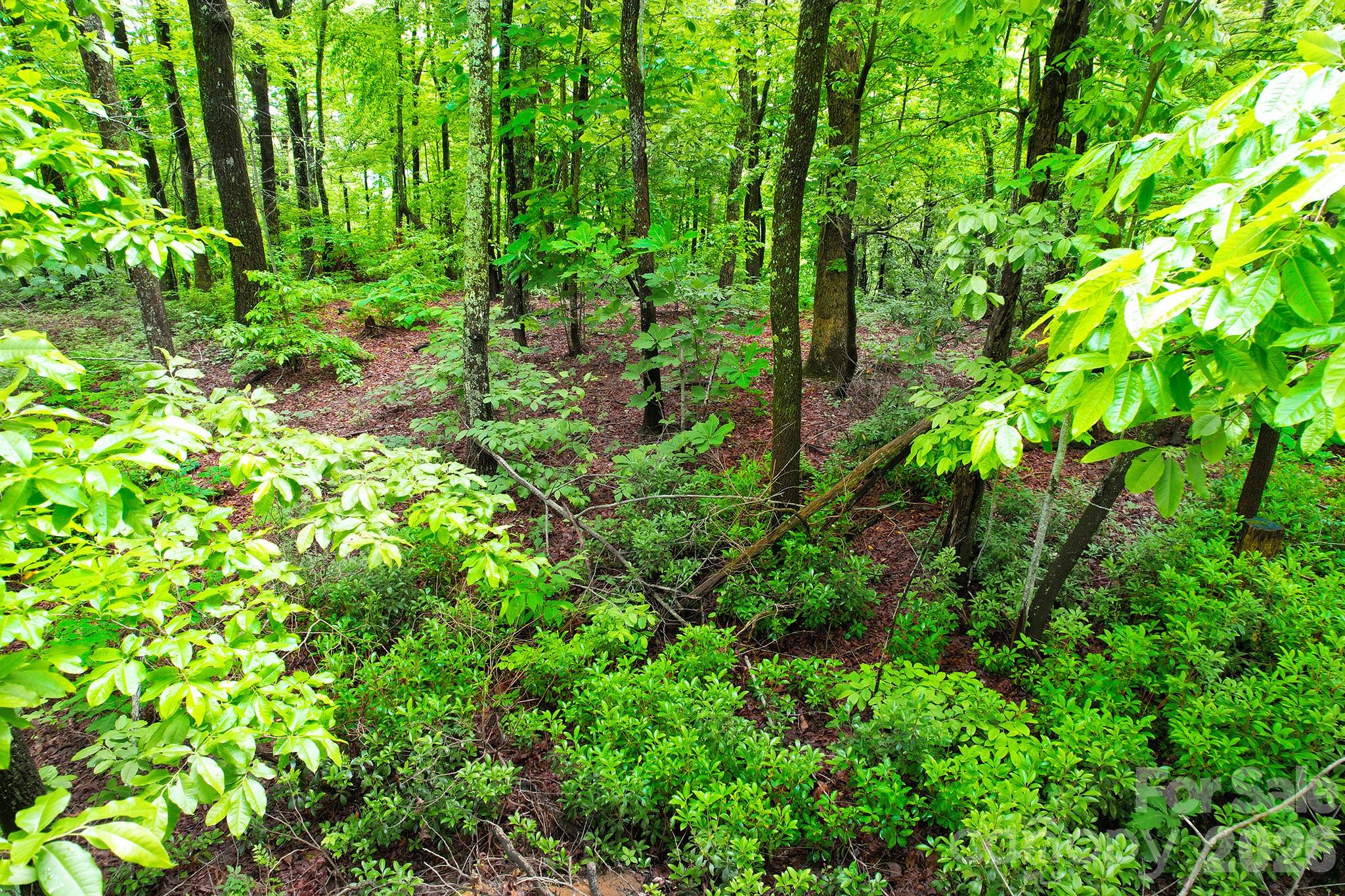 Laurel Mountain Preserve - Land