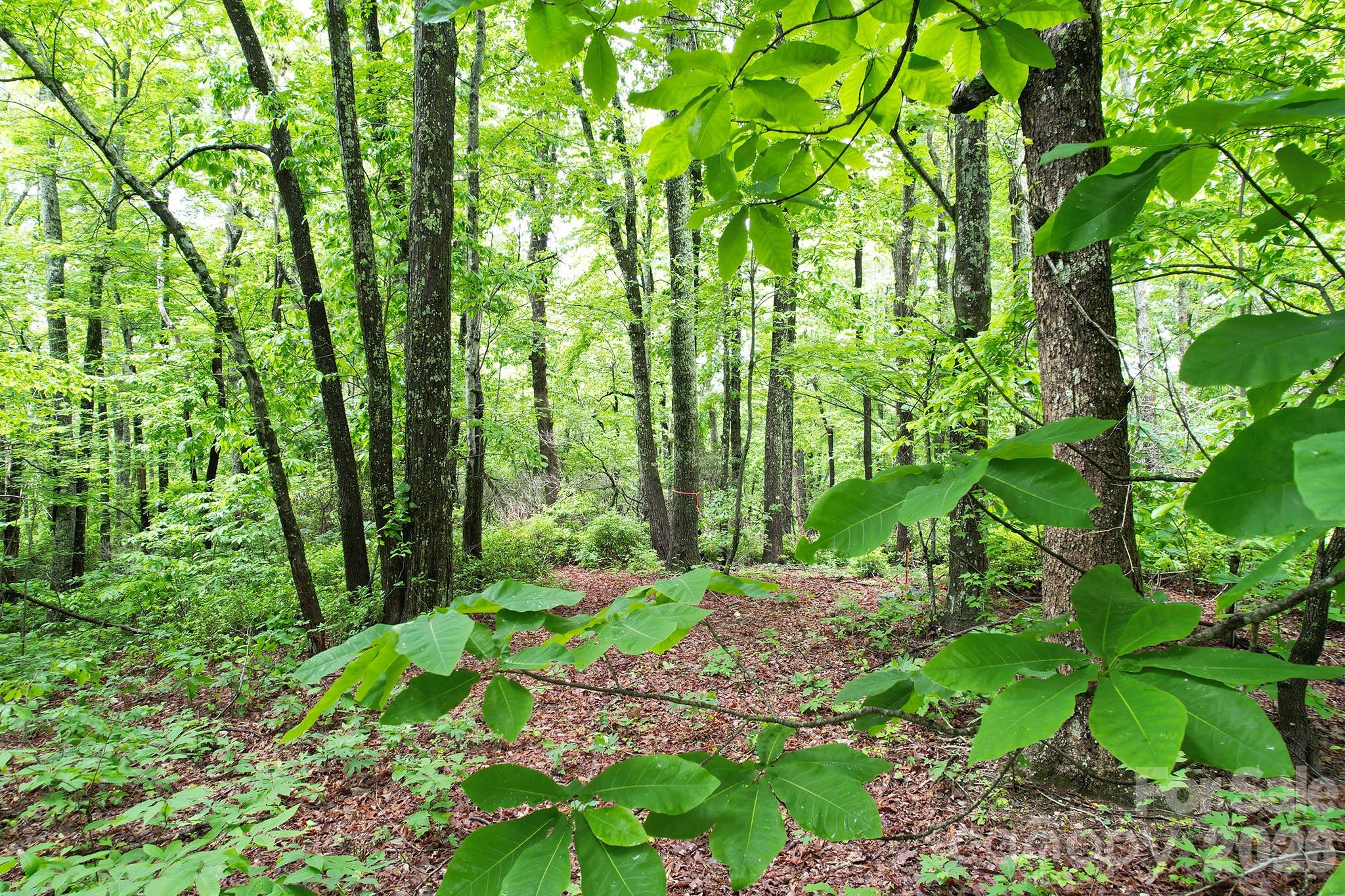 Laurel Mountain Preserve - Land