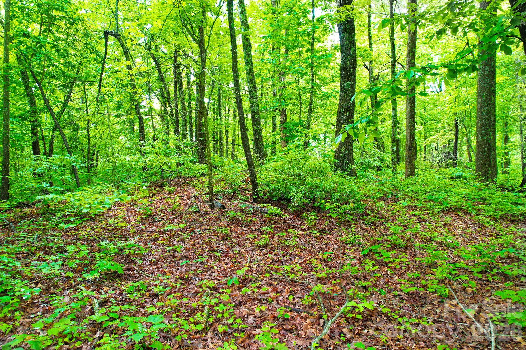 Laurel Mountain Preserve - Land