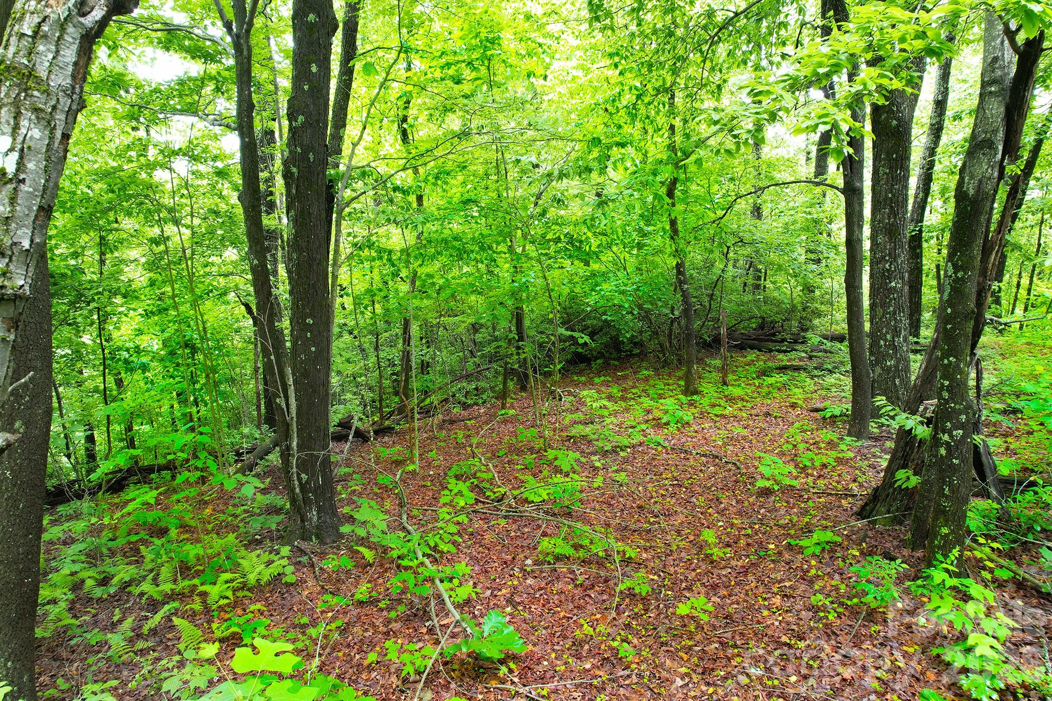 Laurel Mountain Preserve - Land