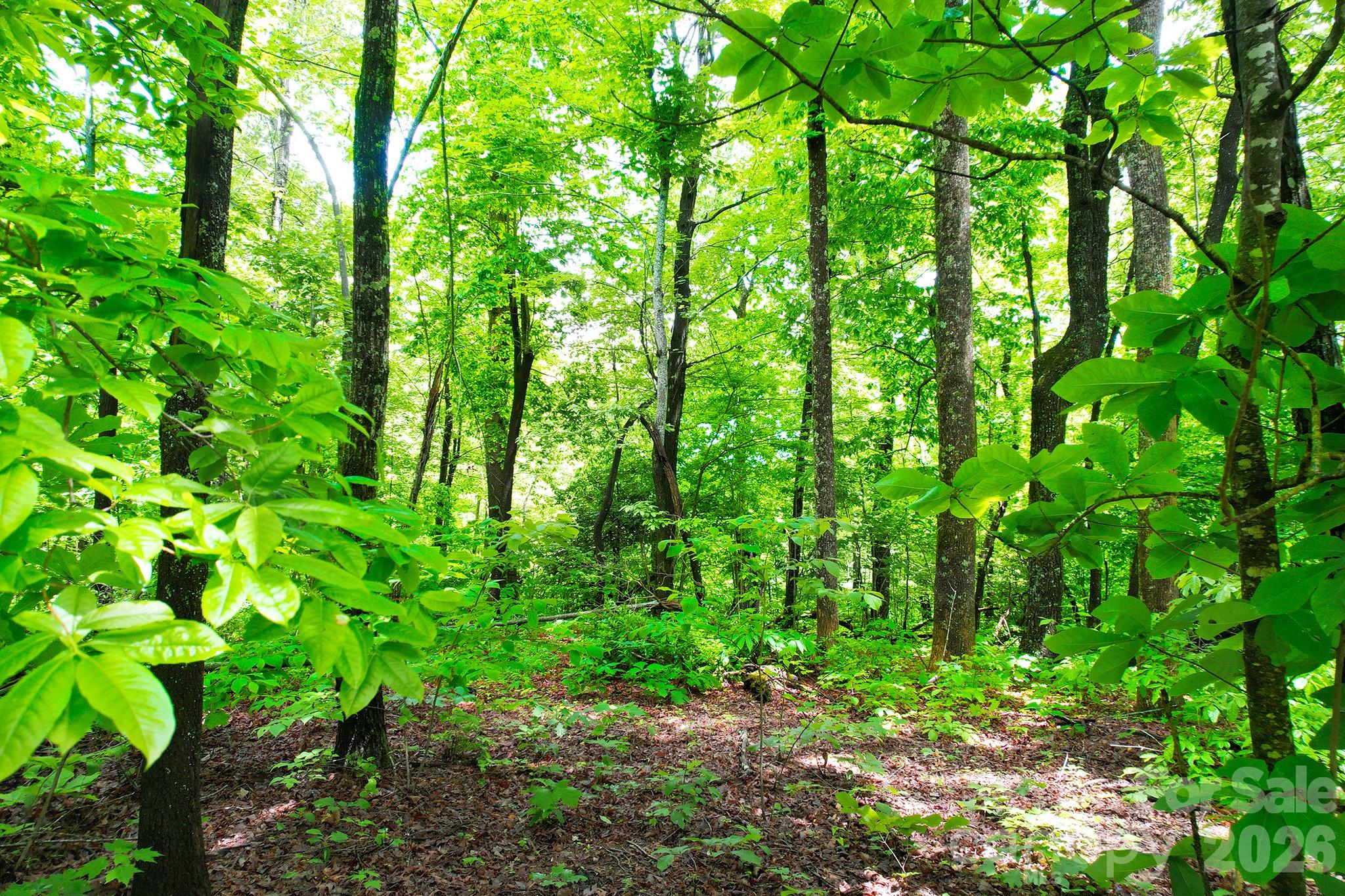 Laurel Mountain Preserve - Land