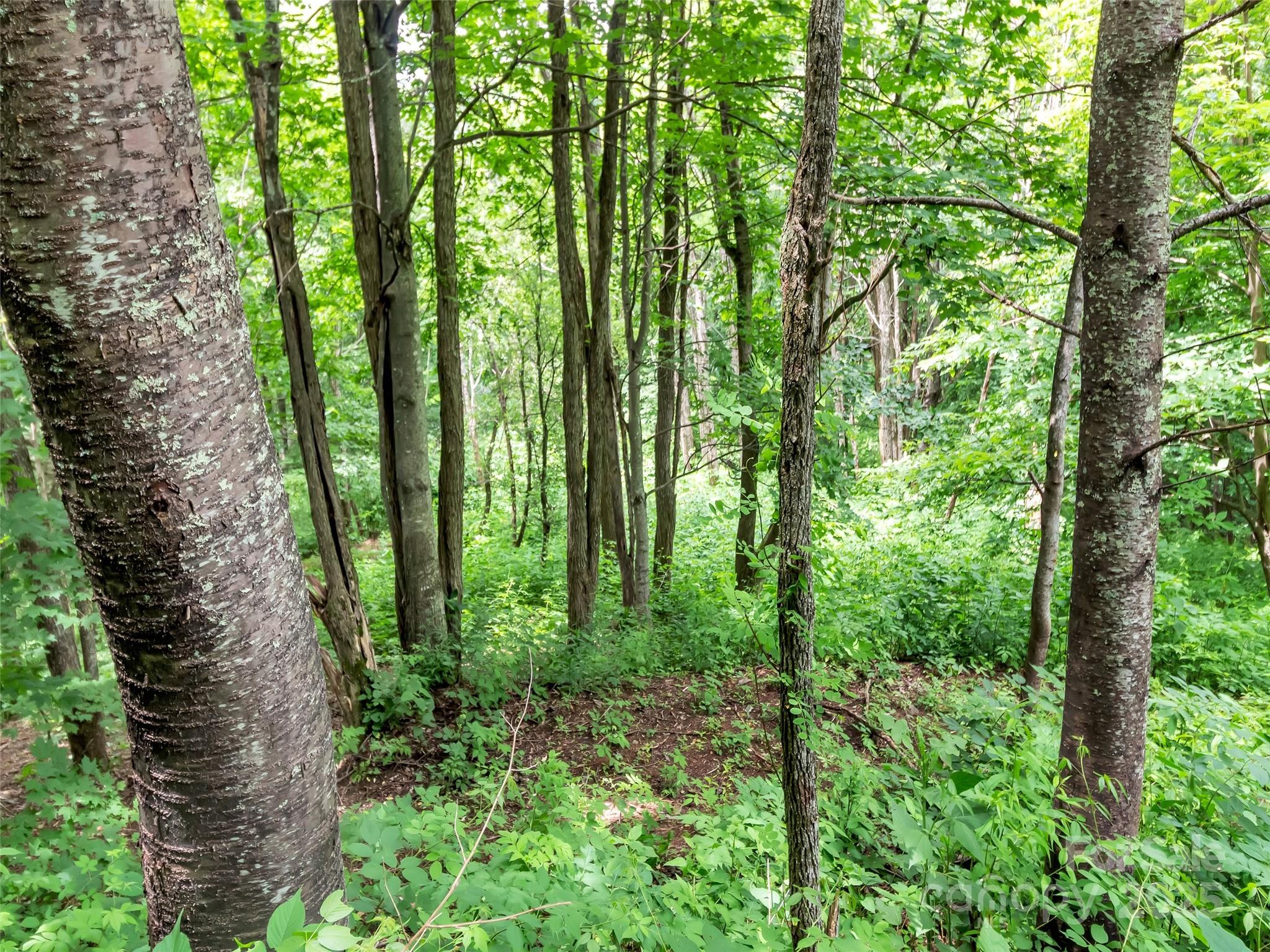 32 Sallywood Trail