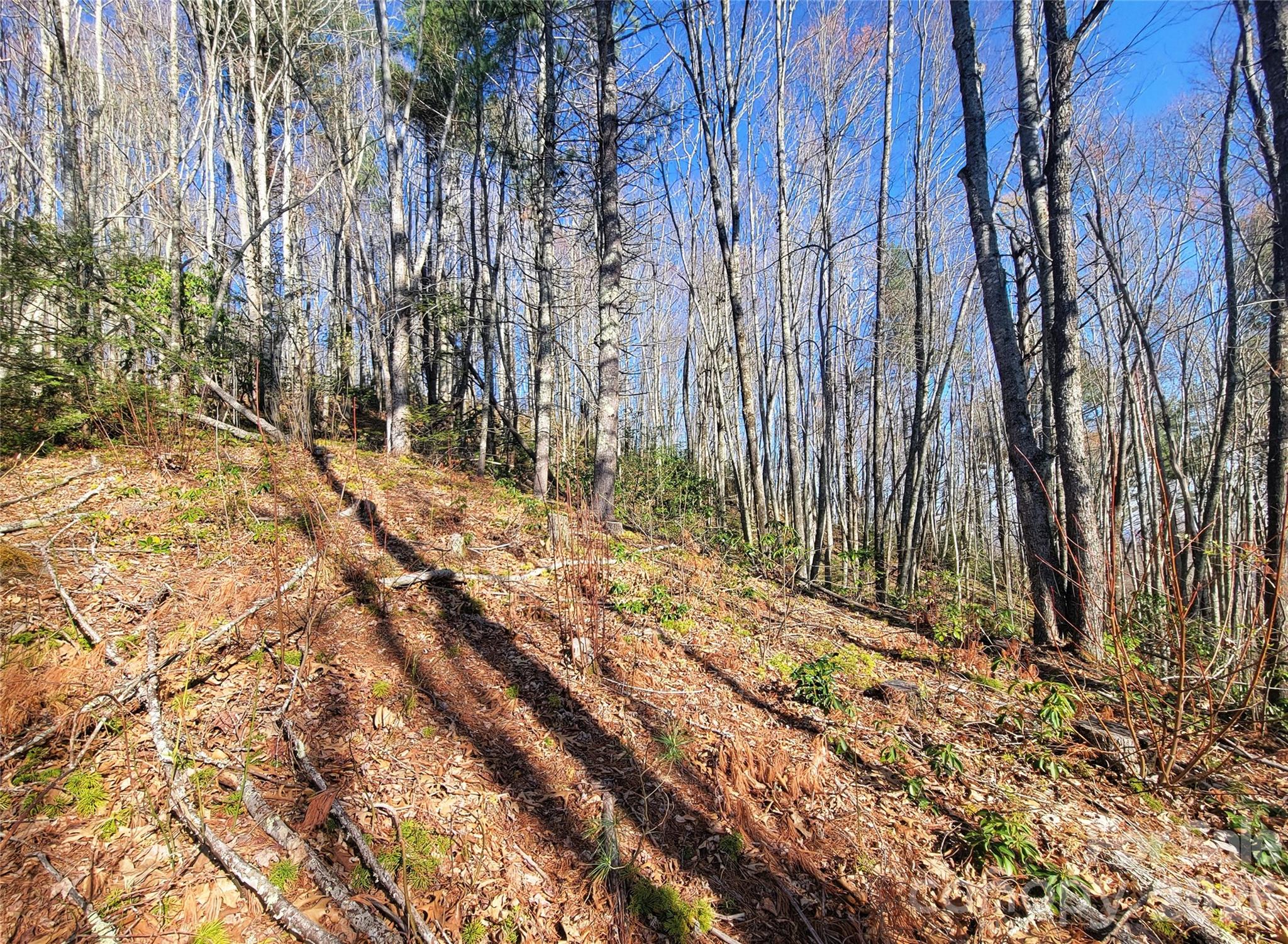 111 Digging Seng Trail 138