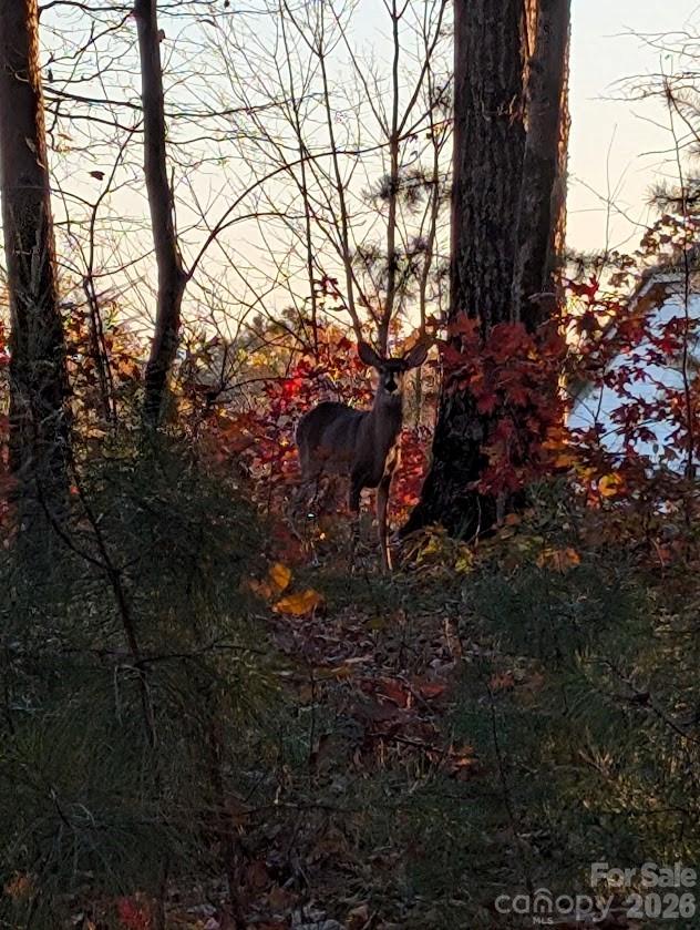 Island Forest - Residential