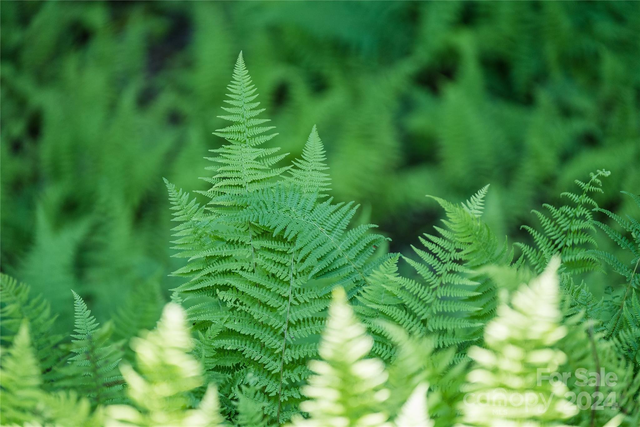 Homestead at Mills River - Land