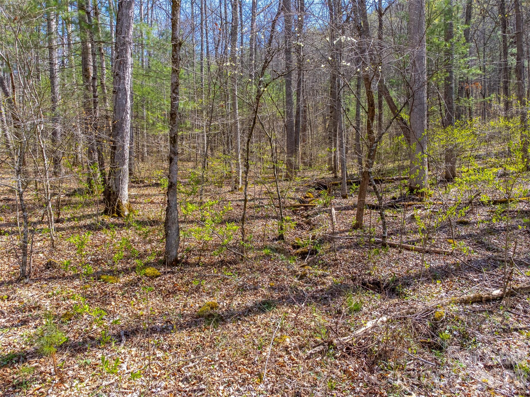 Cedar Creek - Land