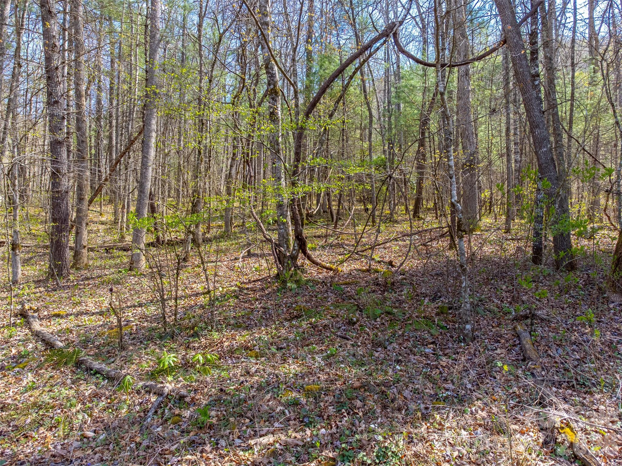 Cedar Creek - Land