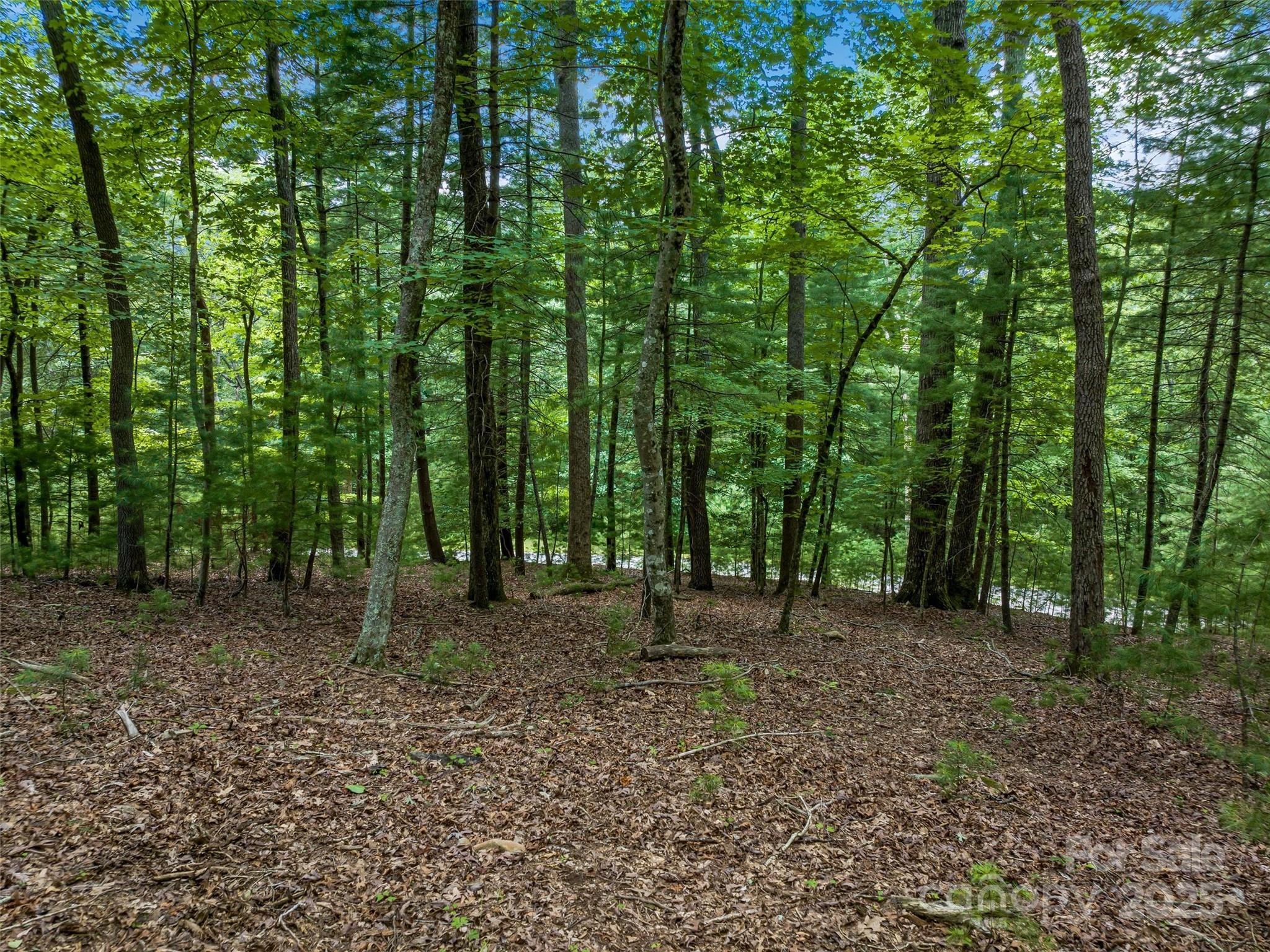 36 Dividing Ridge Trail 5