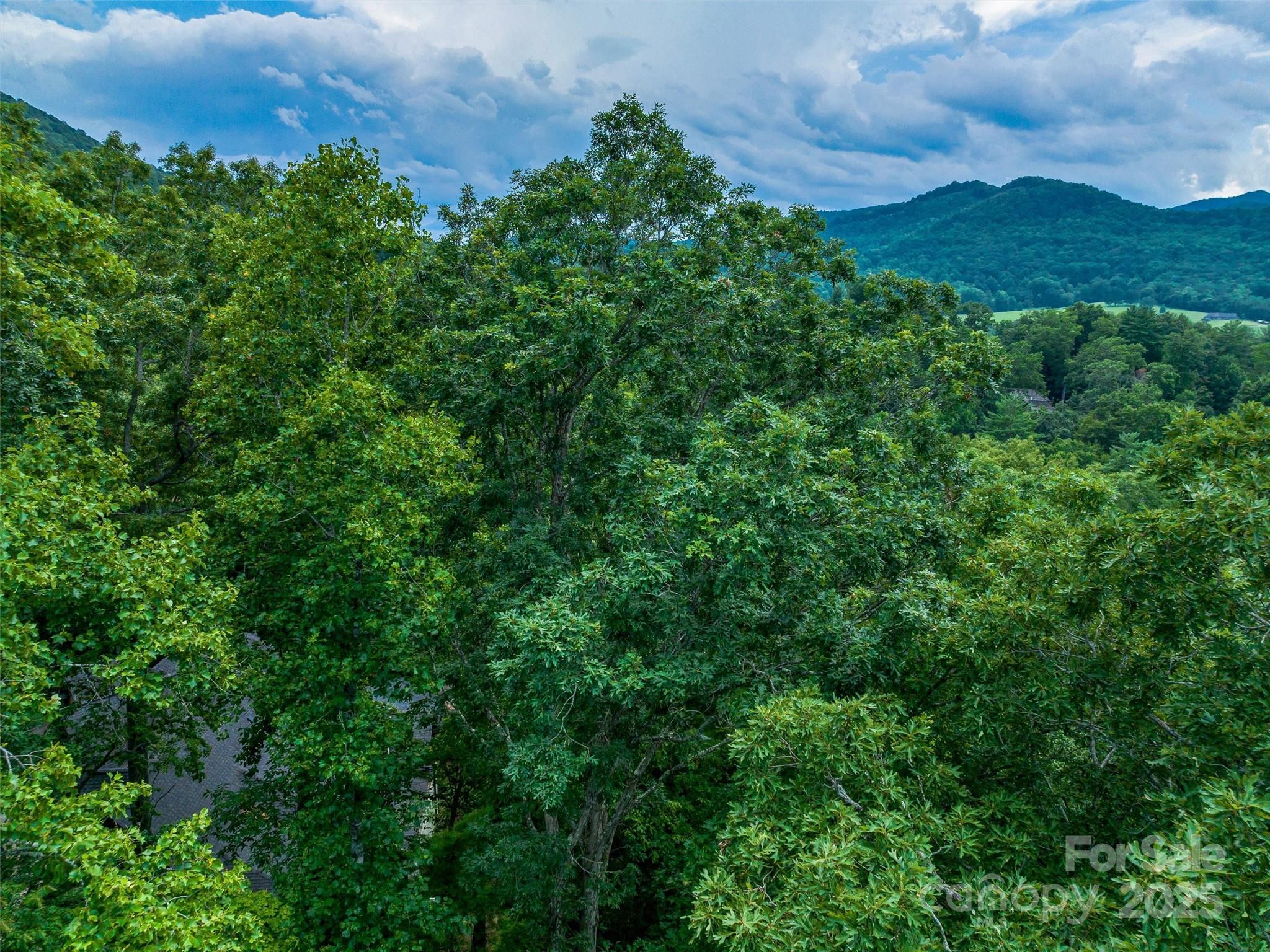 36 Dividing Ridge Trail 5