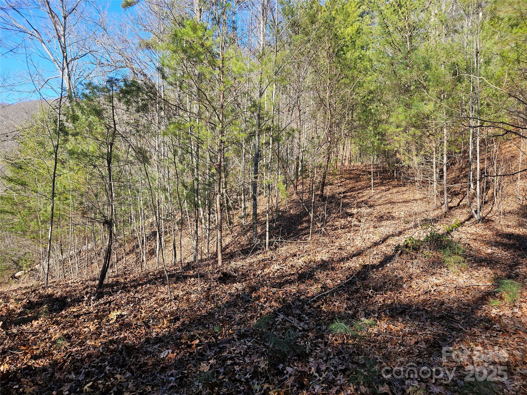 00 Wispy Willow Drive 24T