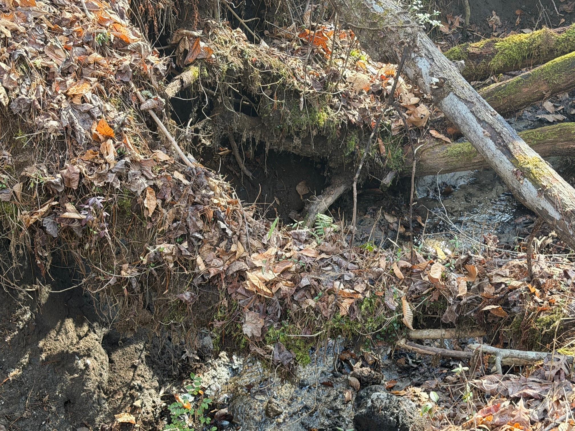 Mountain Brook - Land