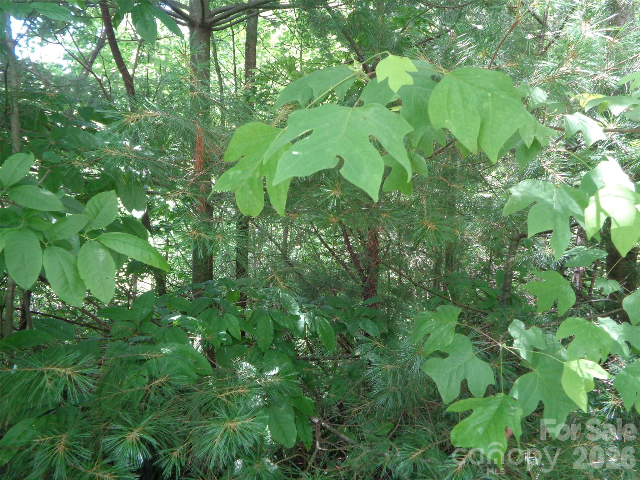 Lot 6 Peaks Creek Trail