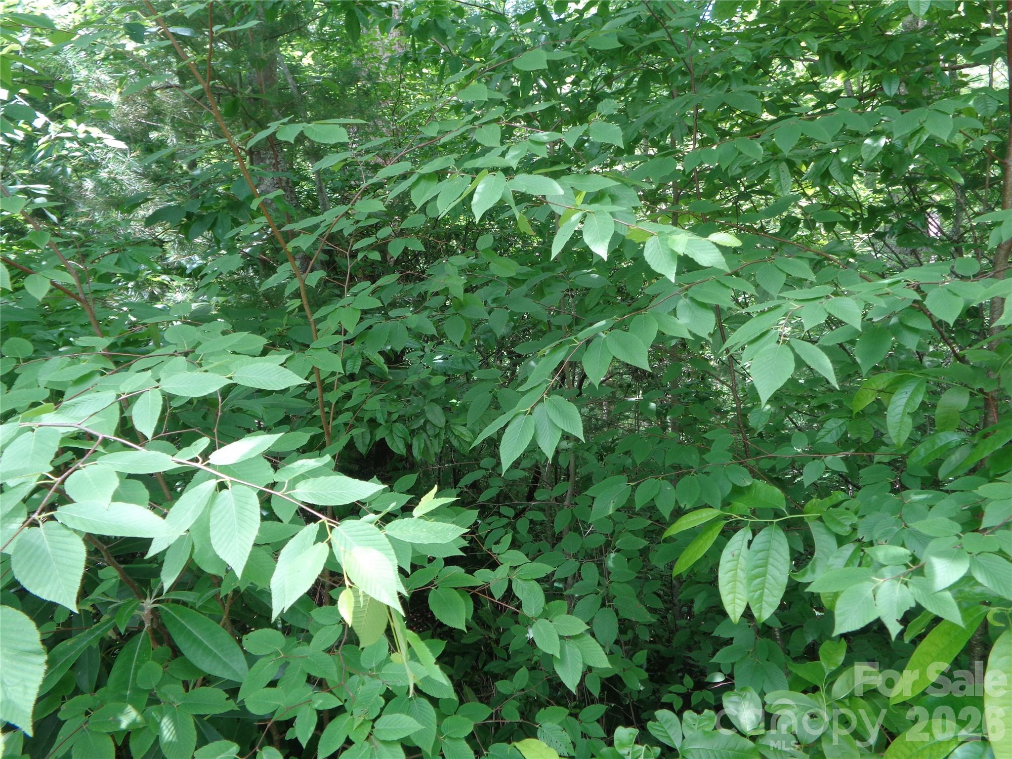 Lot 6 Peaks Creek Trail