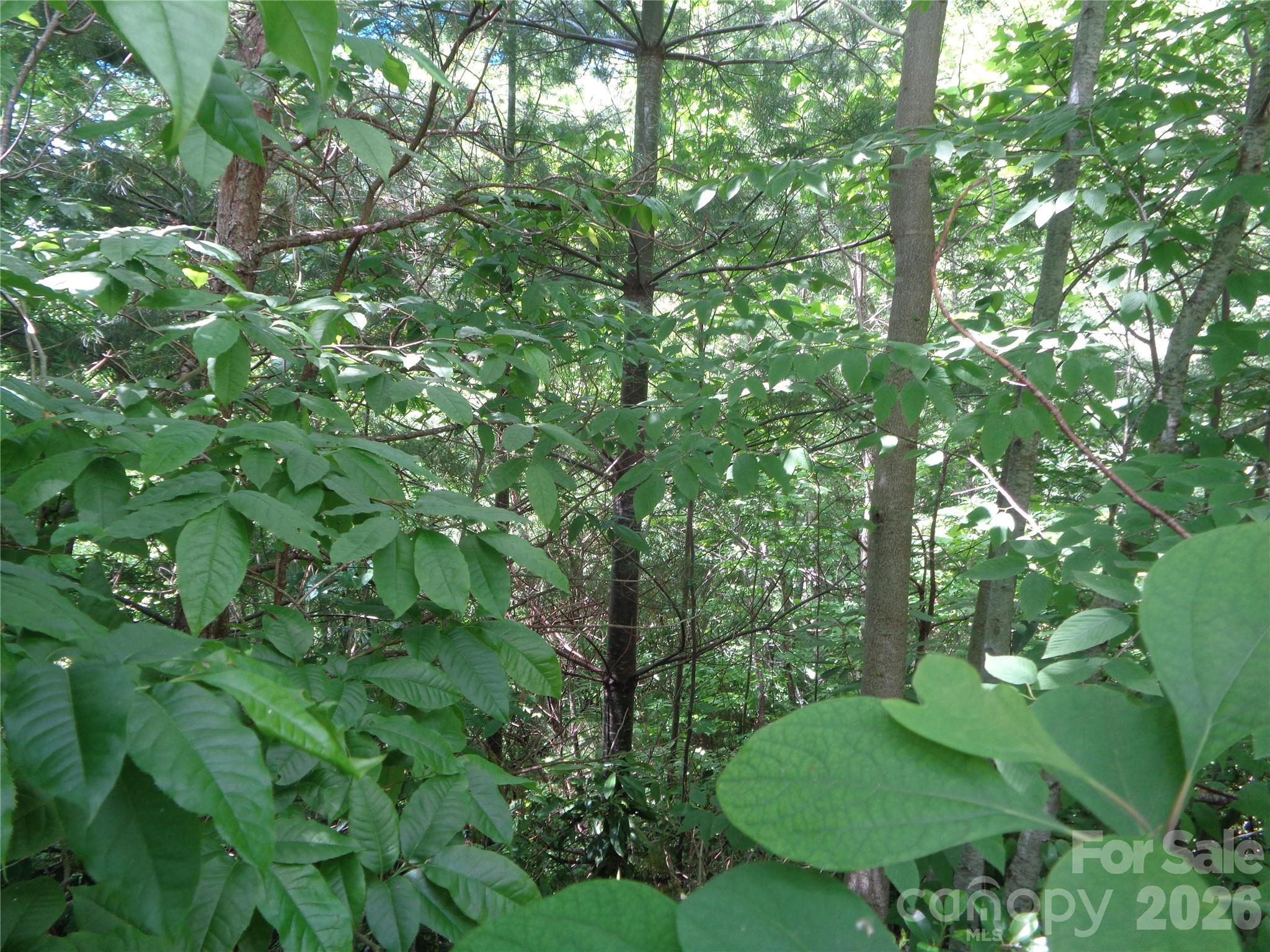 Lot 6 Peaks Creek Trail