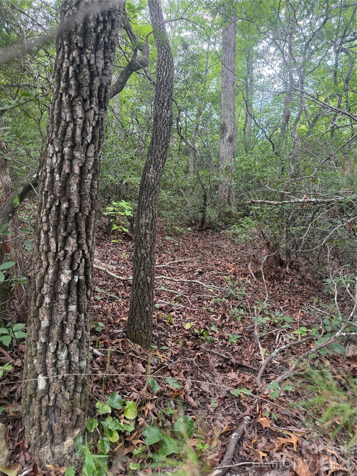 6 Dobsons Knob Loop