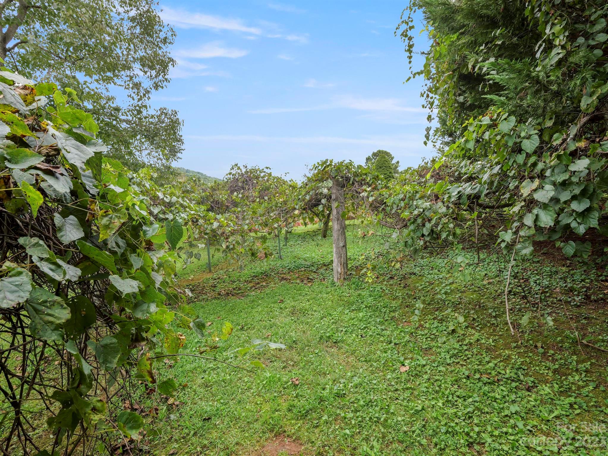 Rumbling Bald on Lake Lure - Residential