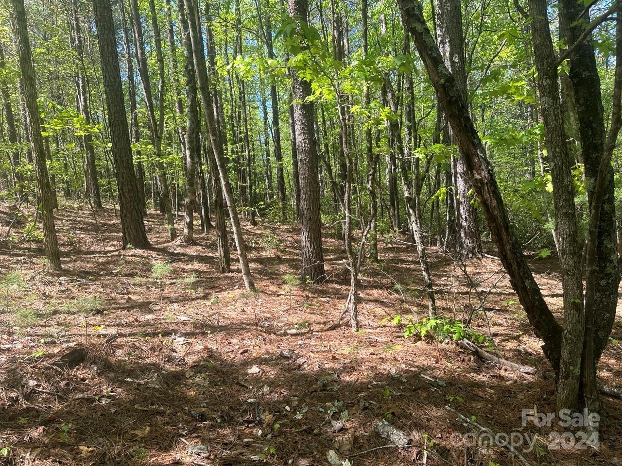 Pisgah Preserve - Land