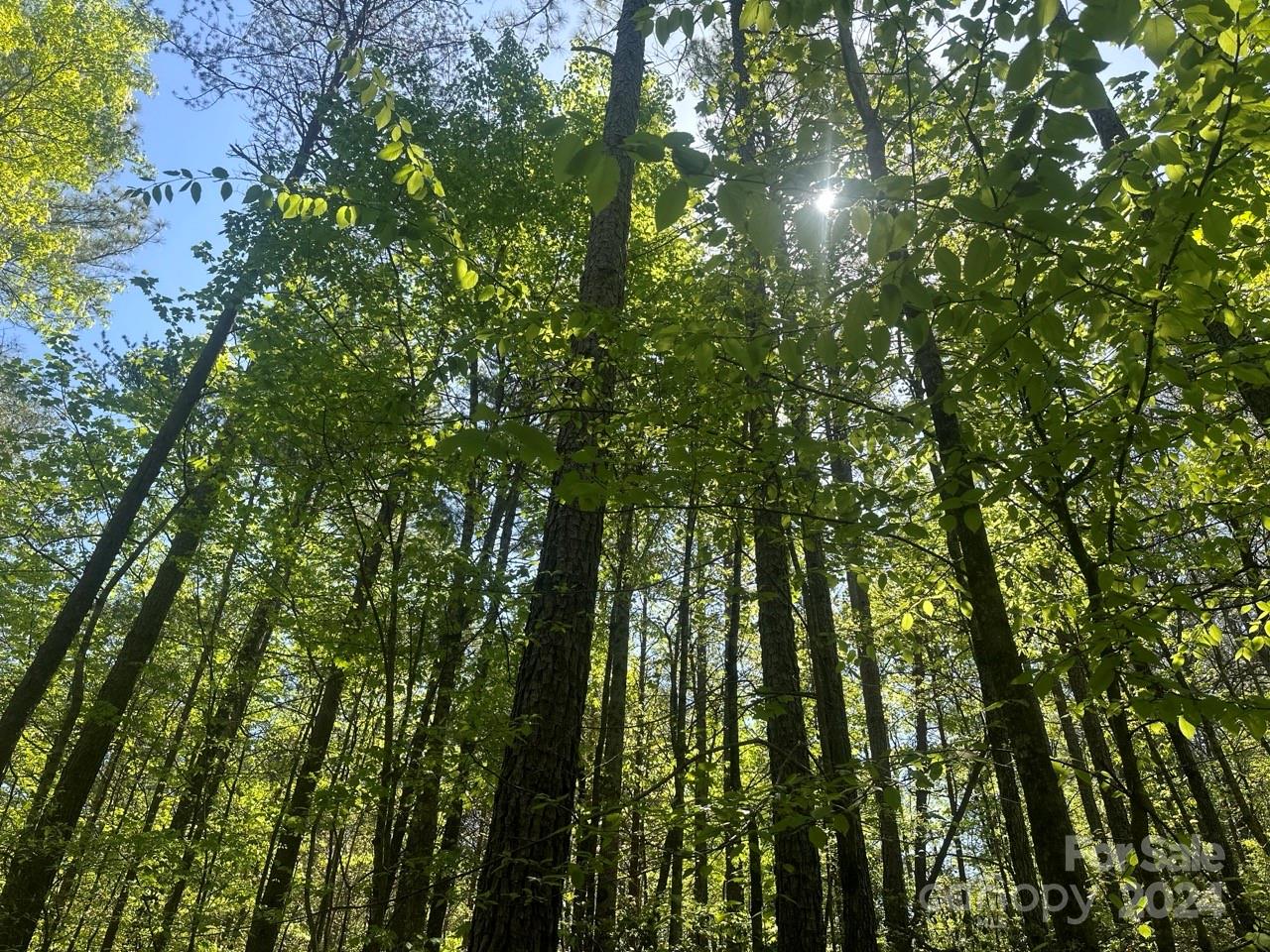 Pisgah Preserve - Land